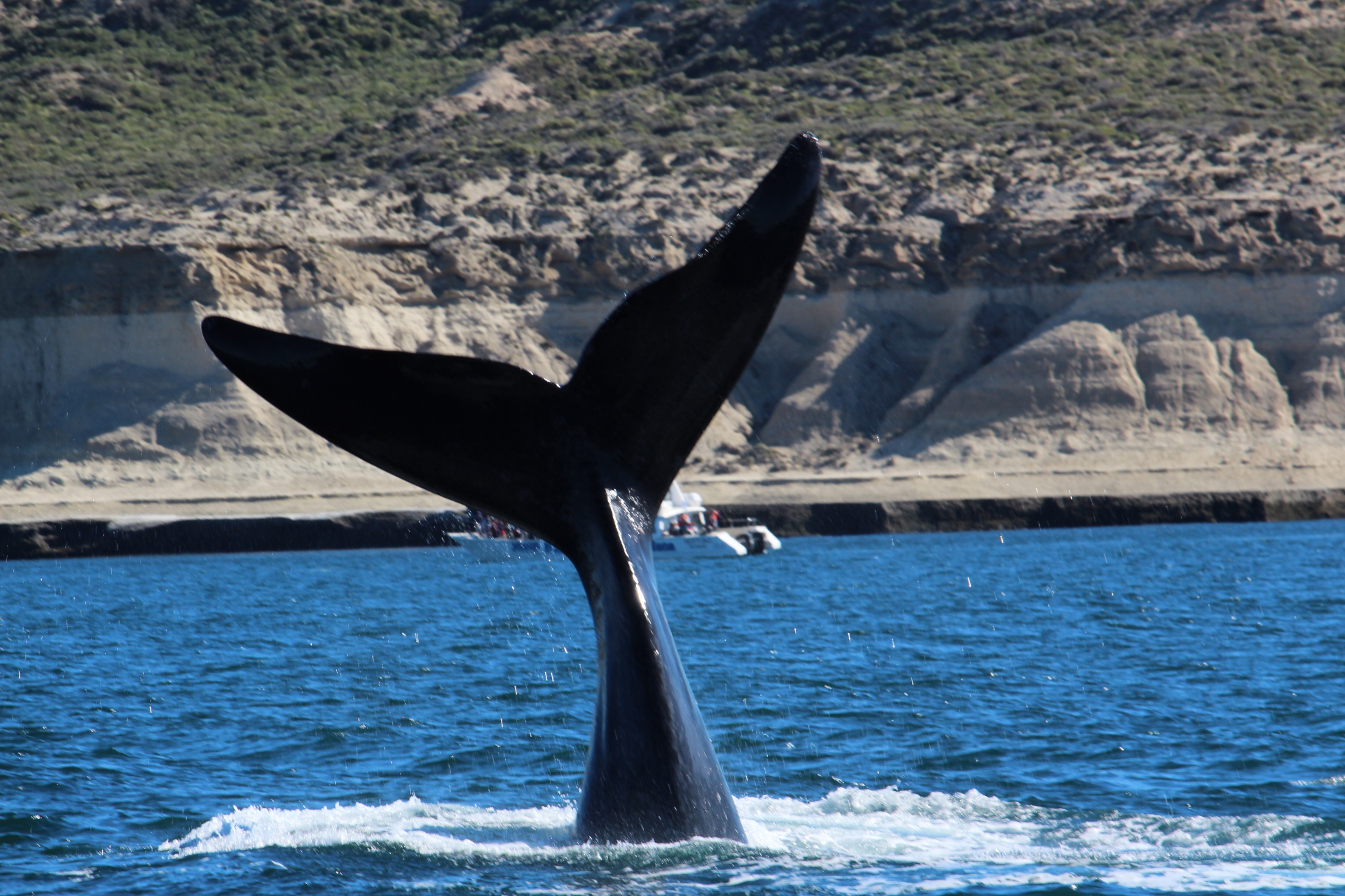 Balena australe franca