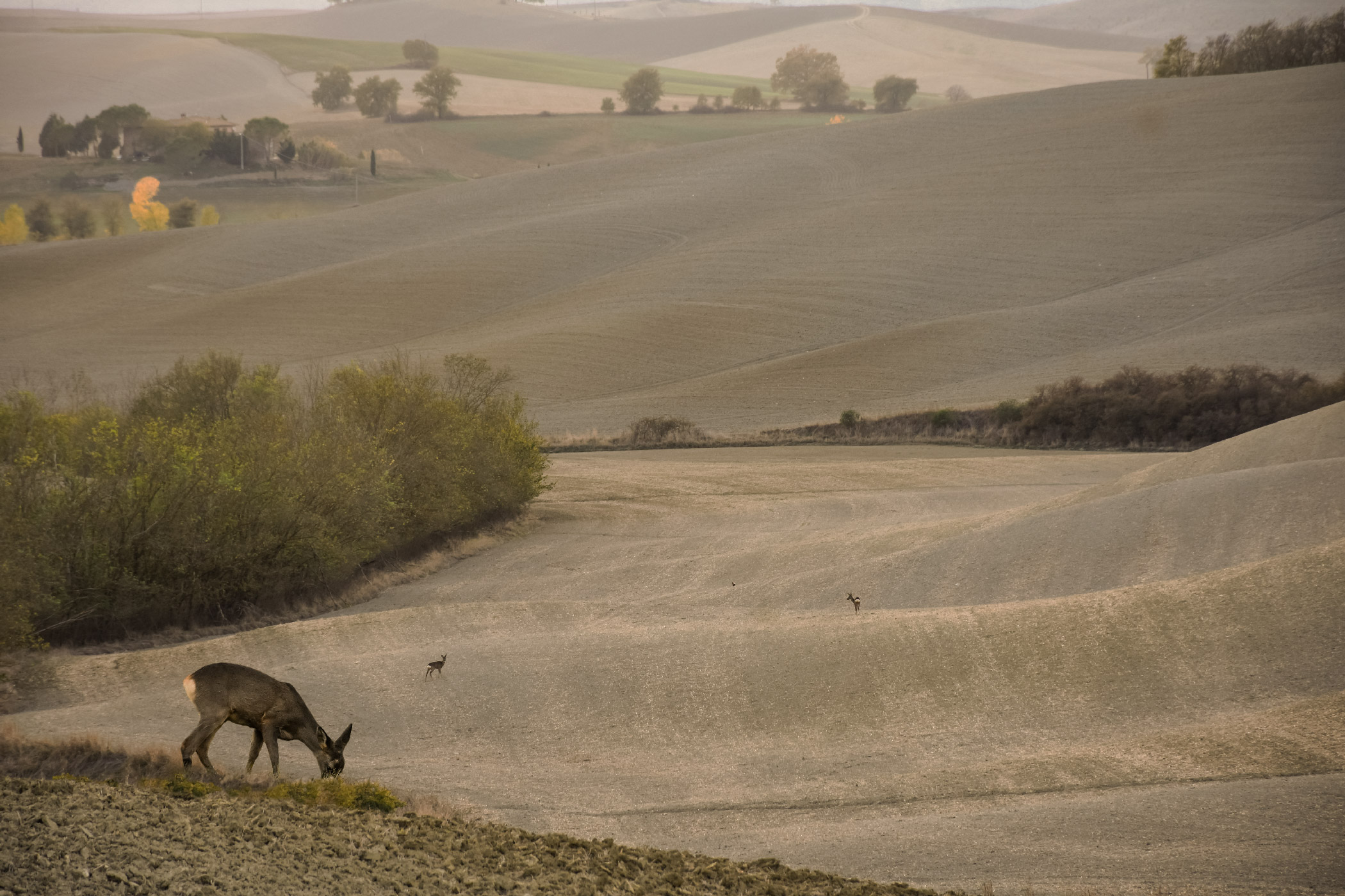 Incontro ravvicinato sulle Crete Senesi
