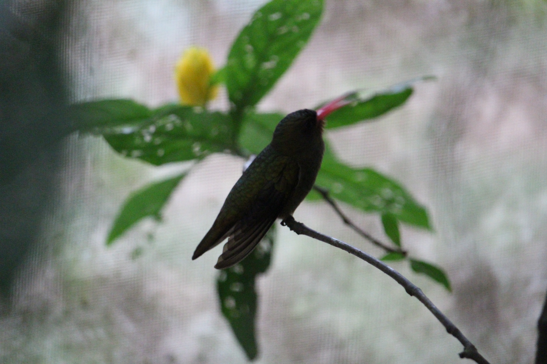 Colibrì