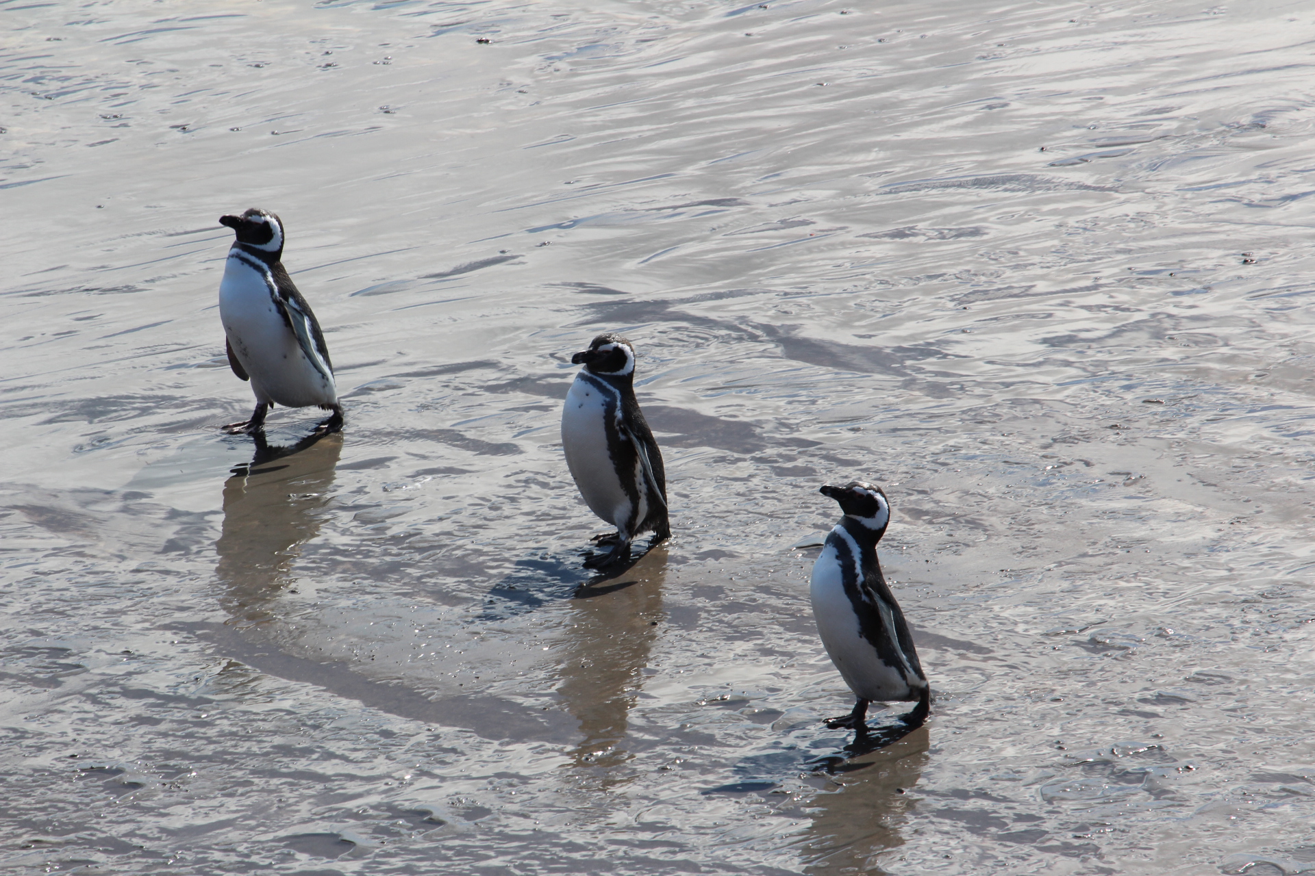 Pinguini di Punta Tombo