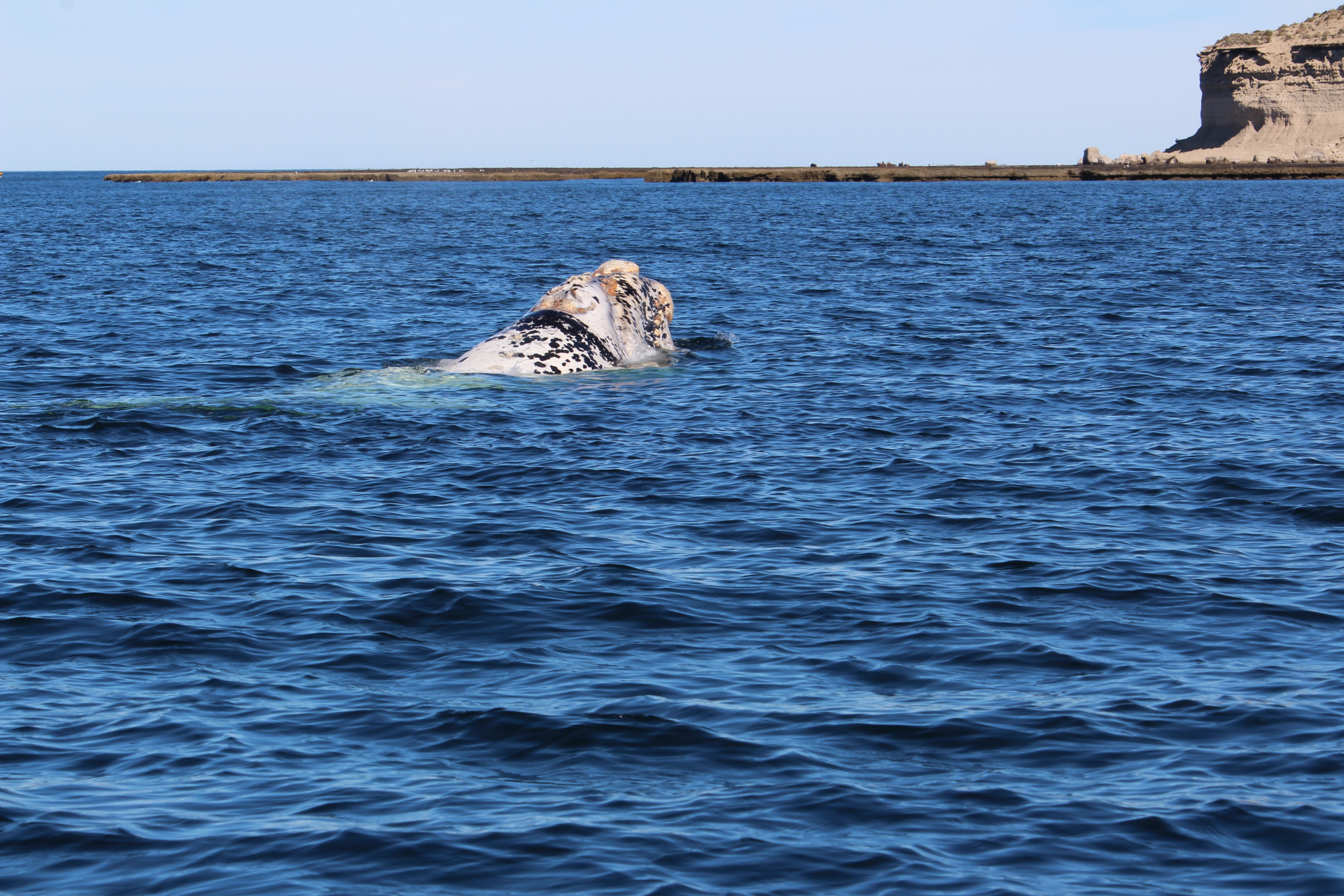Balena australe franca albina