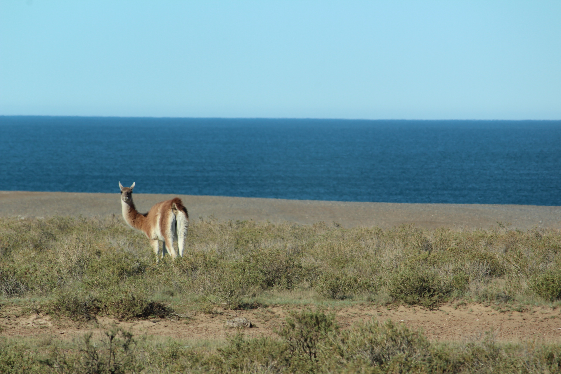 Guanaco
