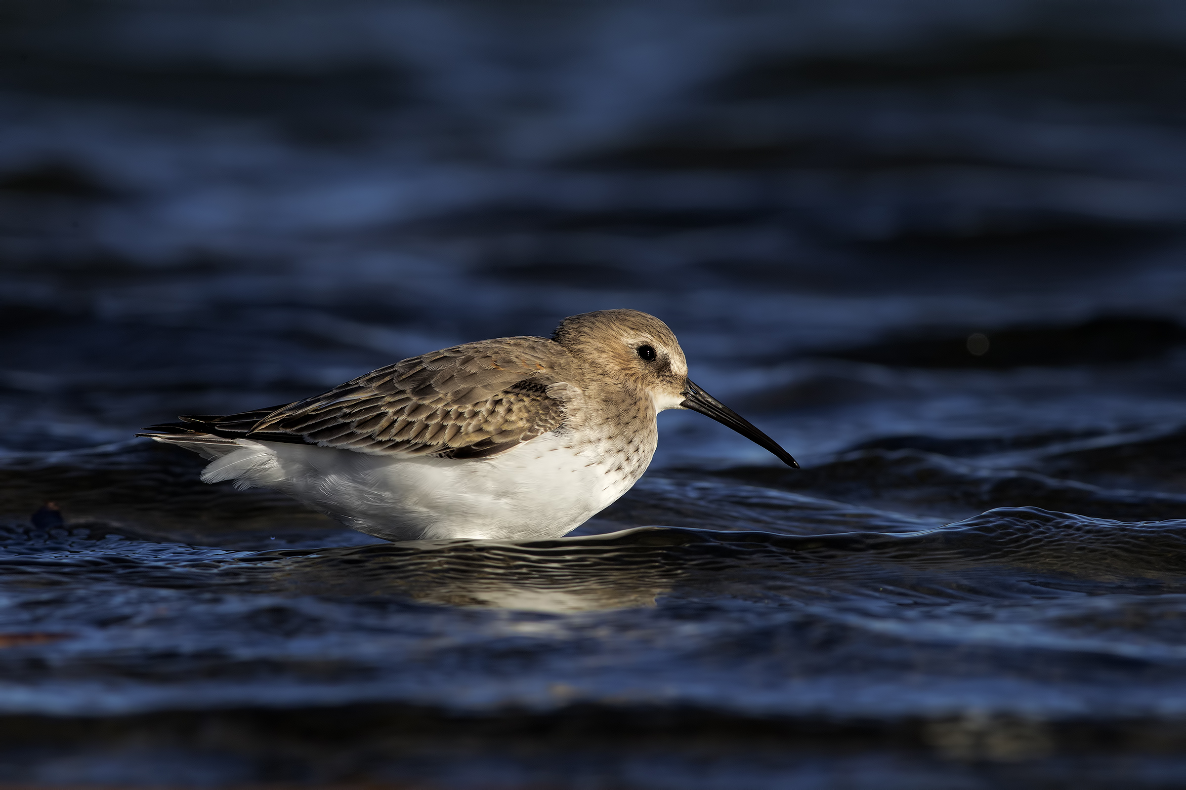 Piovanello Pancianera