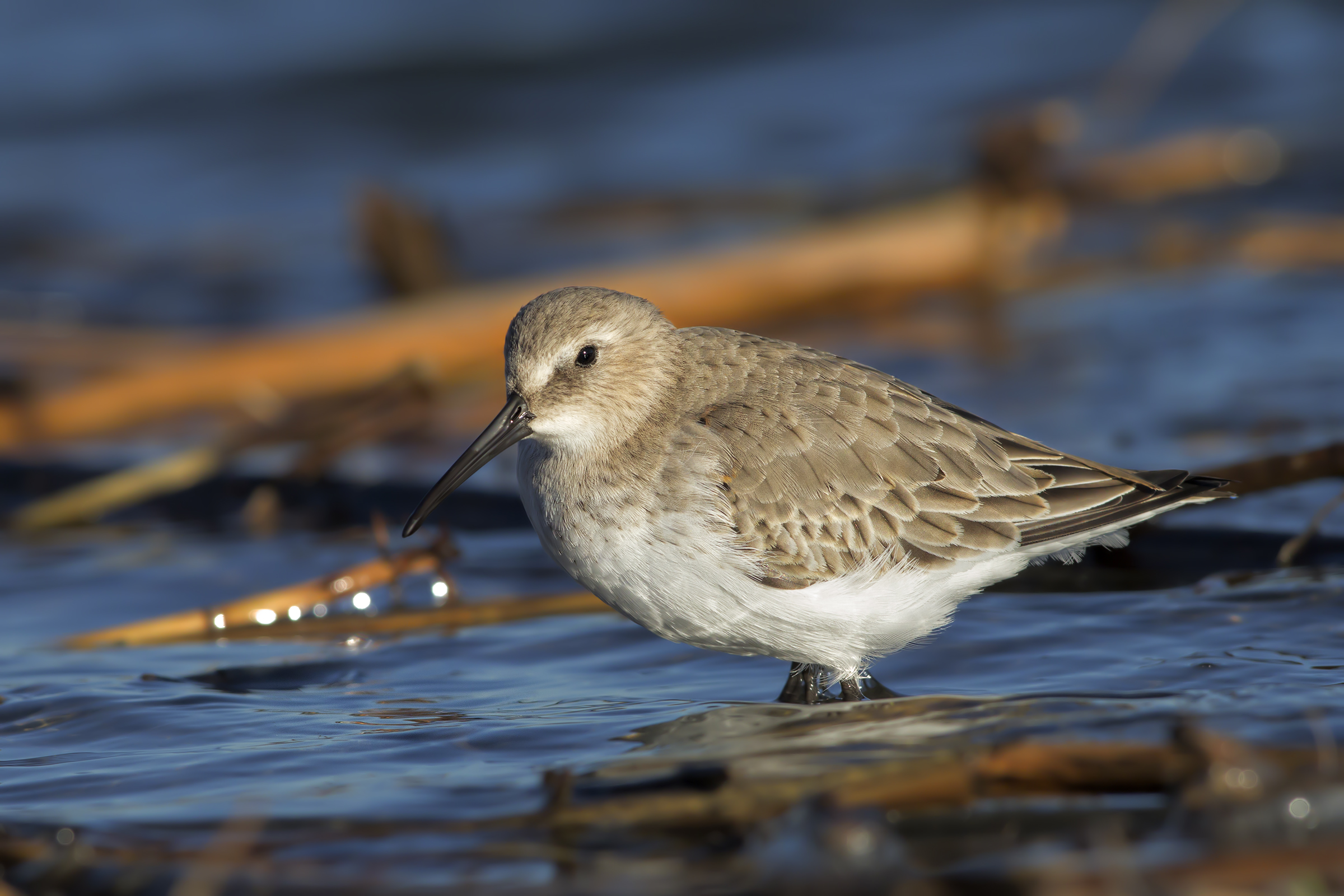 Piovanello Pancianera