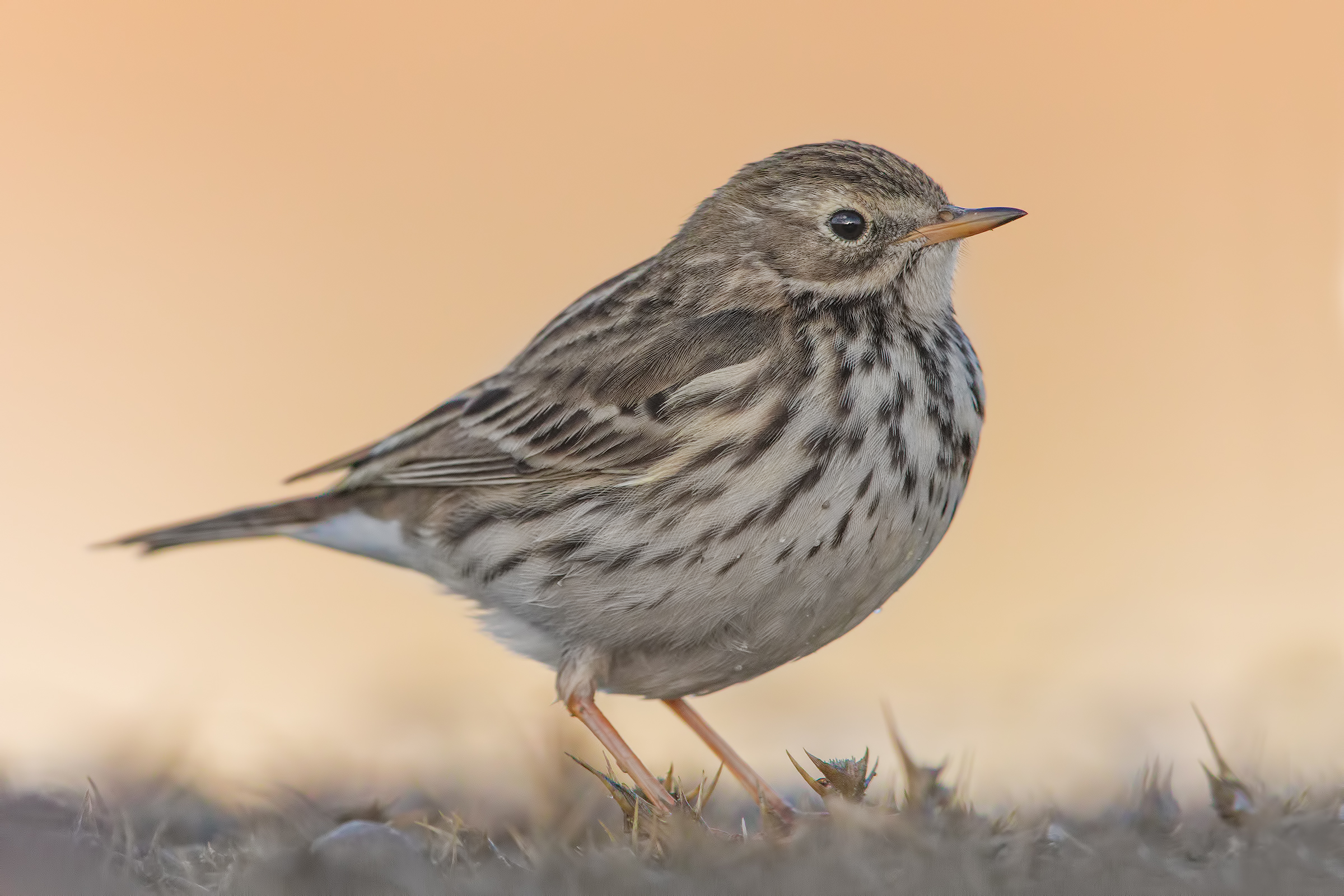 Pipit