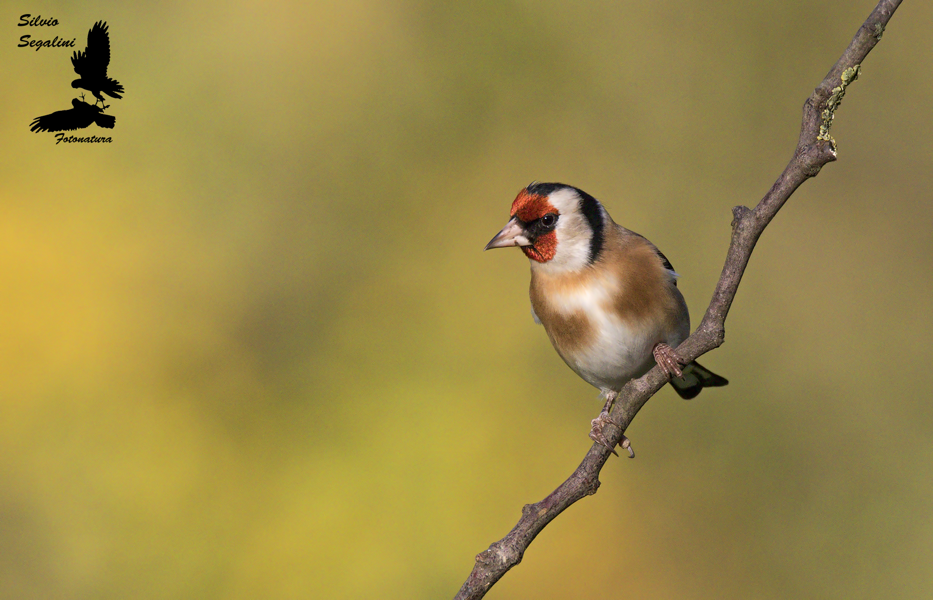 Goldfinch