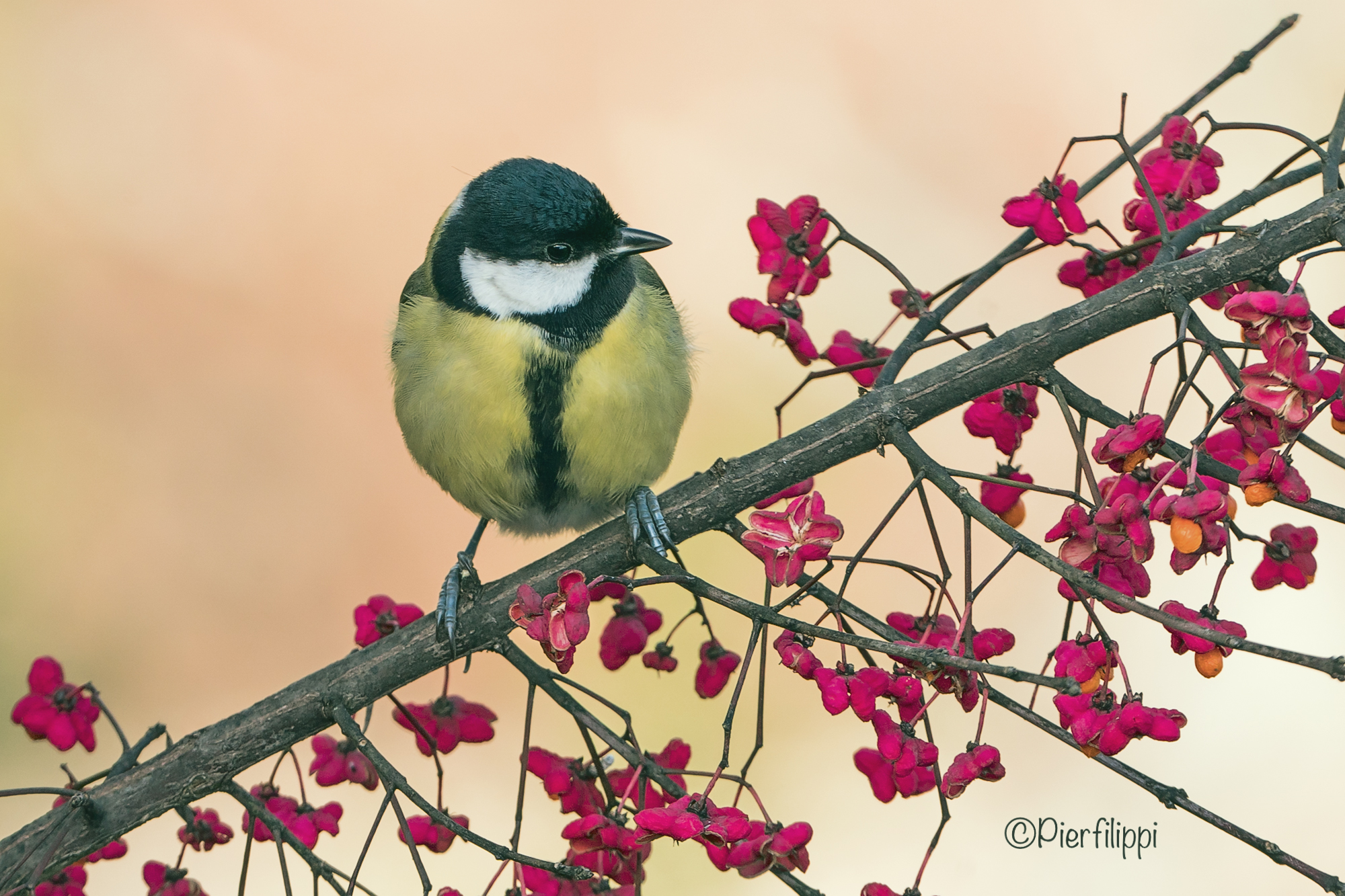 Great Tit
