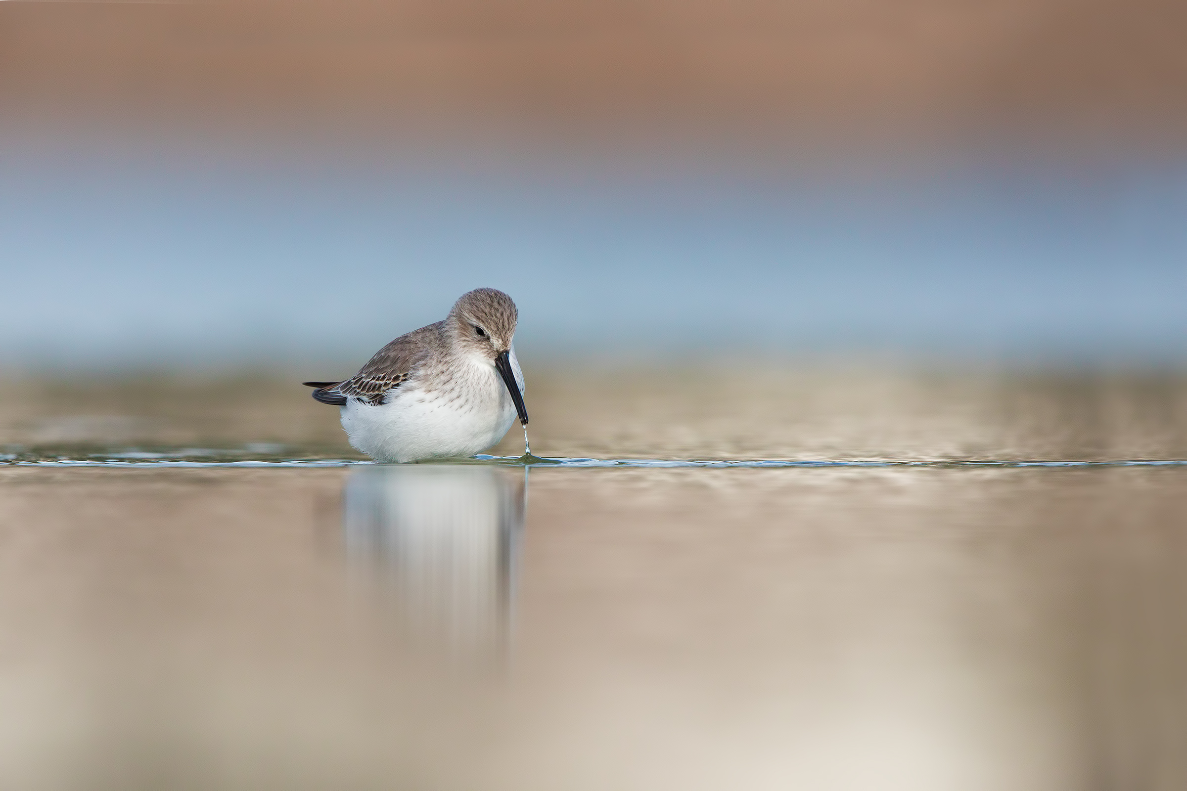 Pancianera sandpiper ambient
