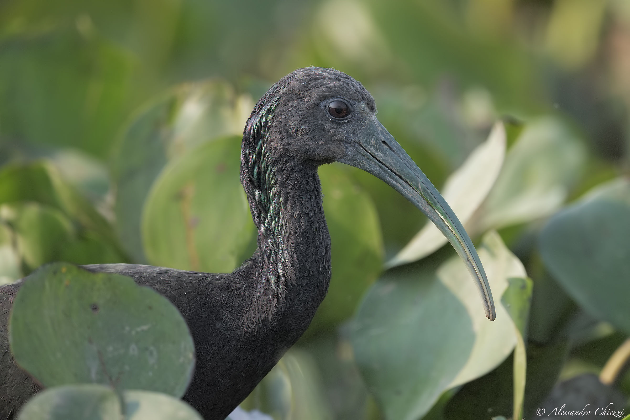 Ibis verde