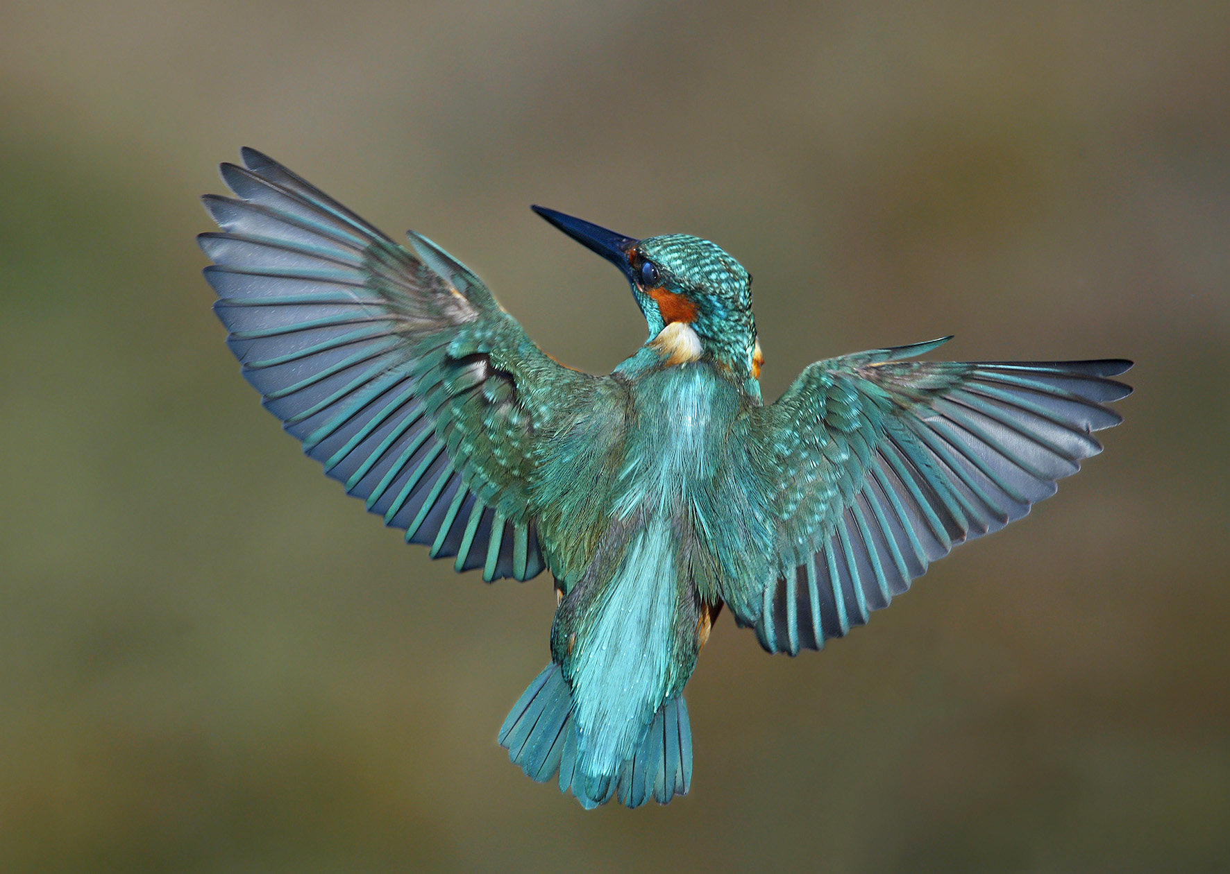 Martin pescatore in volo.