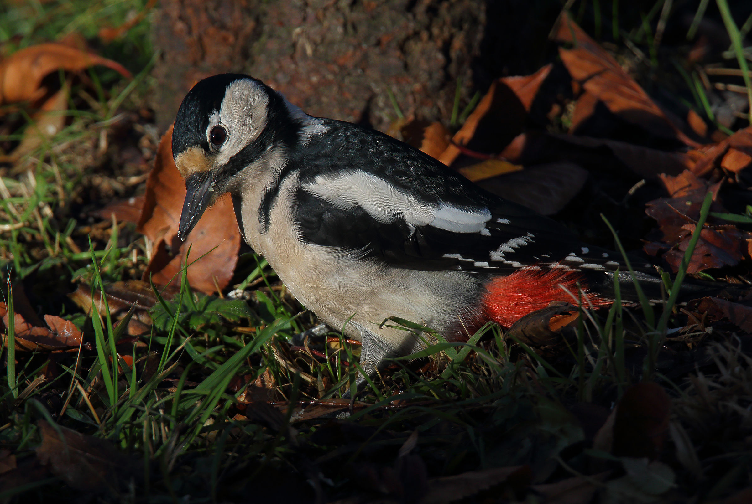 I'm on the ground ....