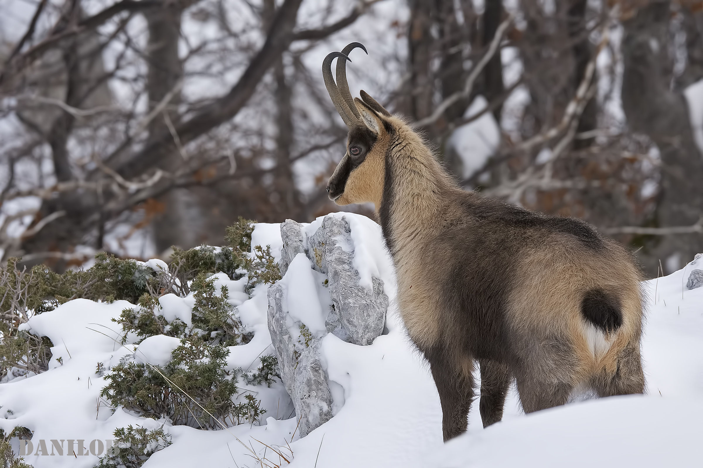 Camoscio appenninico