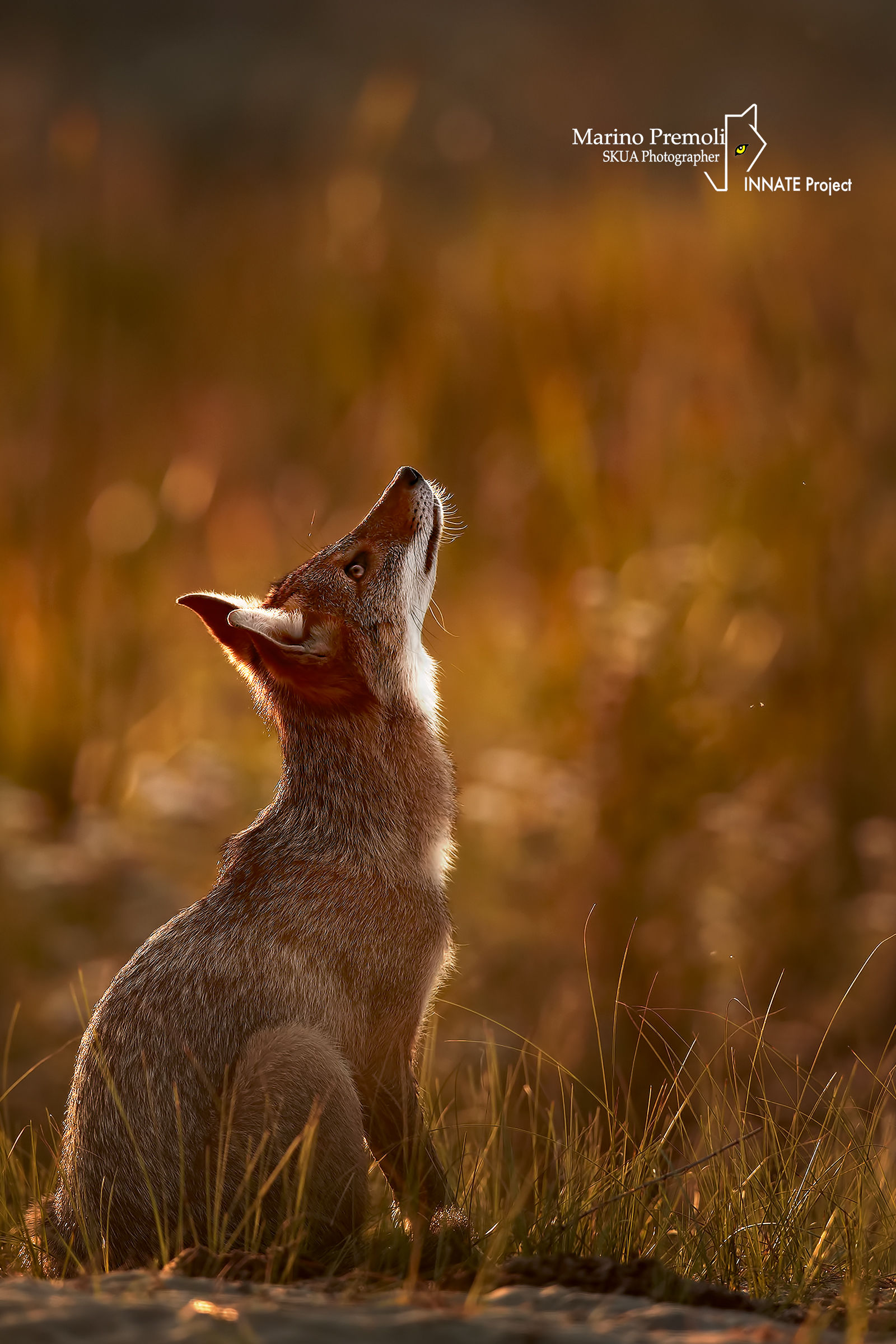 Looking to the moon ... Golden jackal