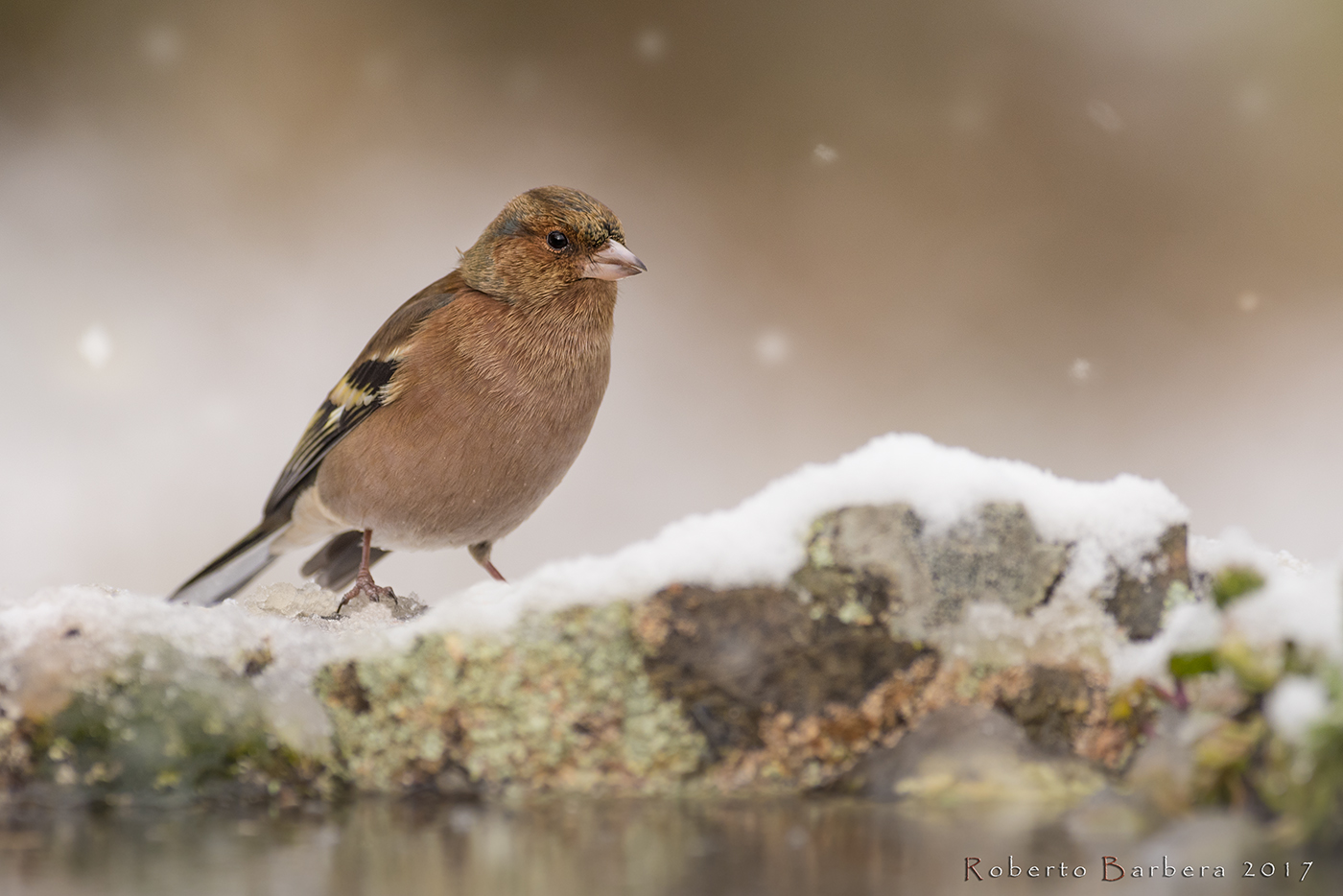 Il Fringuello e la neve
