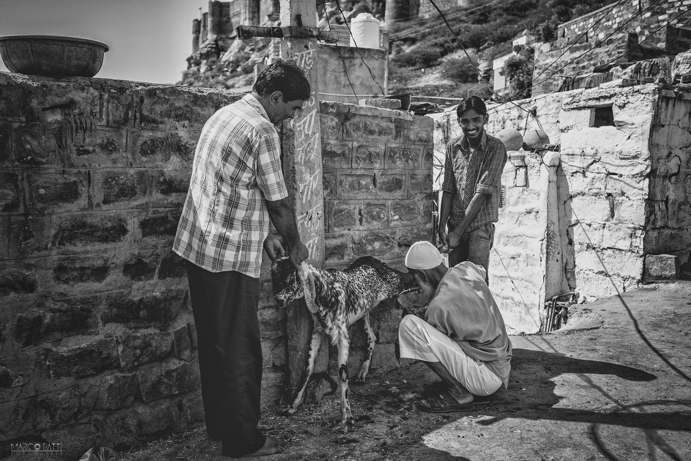 Toelettatura in corso