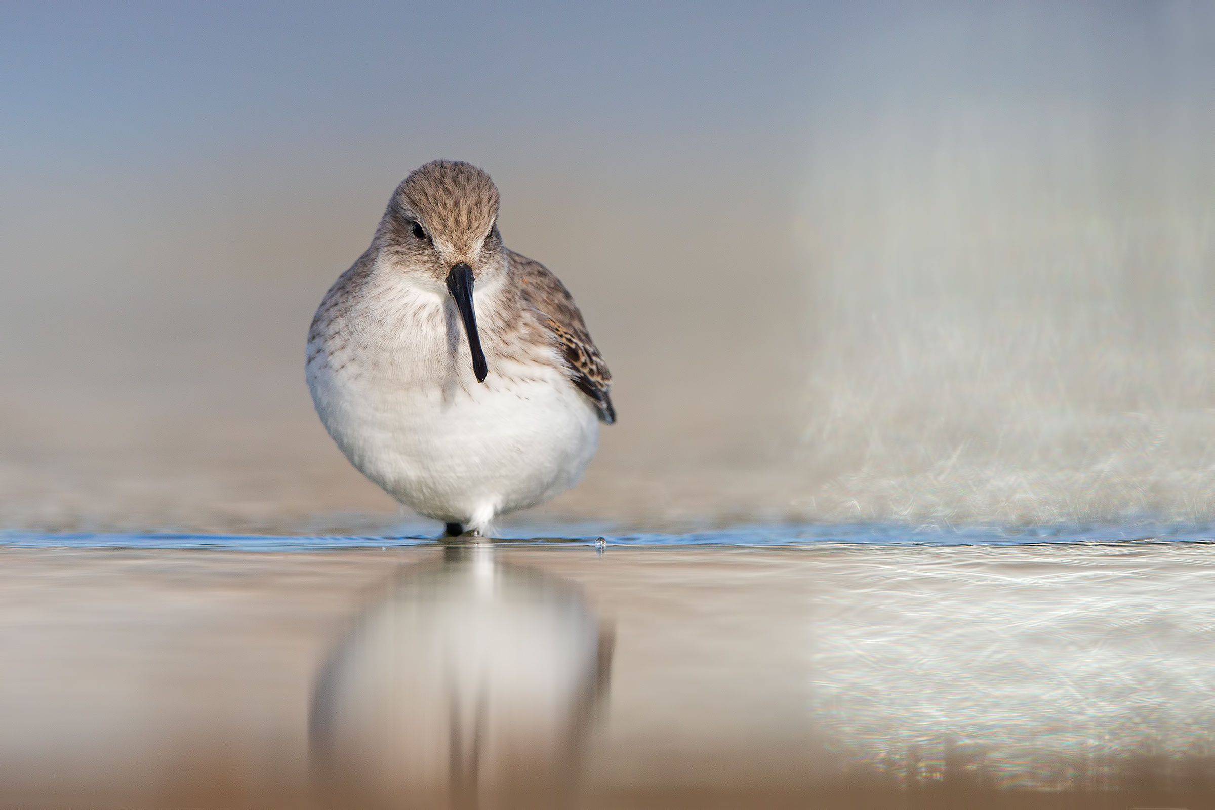 The sandpiper and the play of light