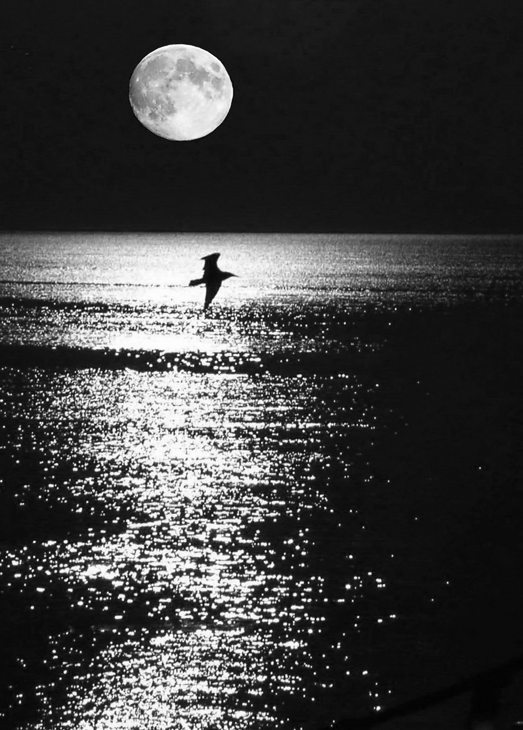 Jonathan Livingston seagull