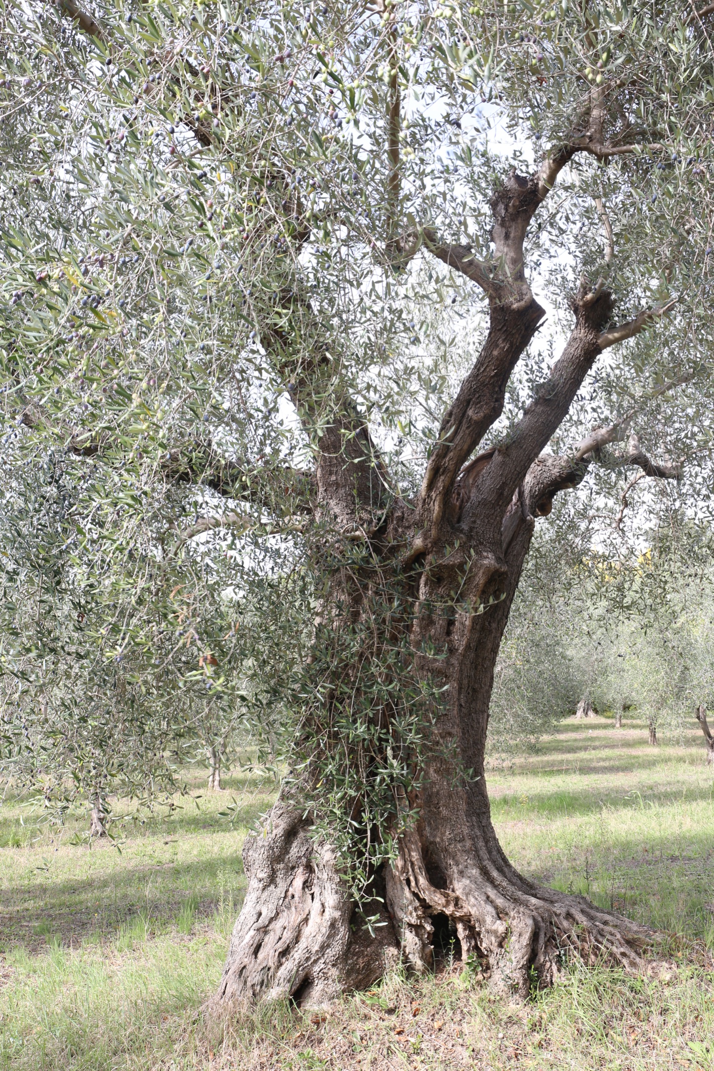 Olivo secolare