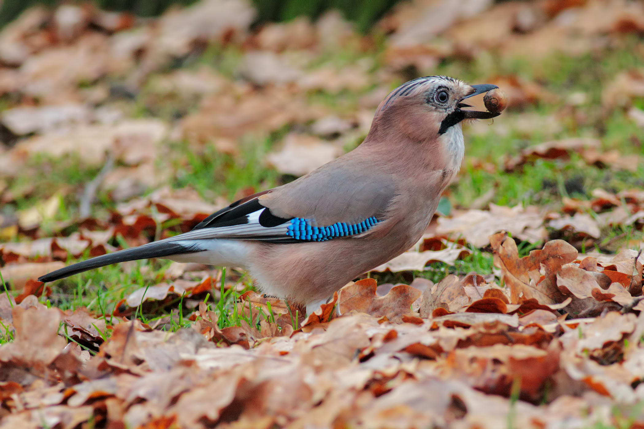 Chissà perché si chiama ghiandaia