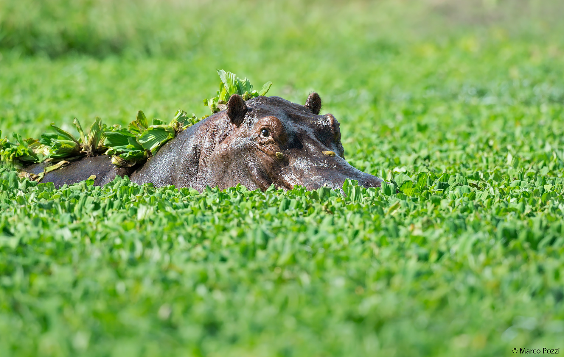The Lord of the pond