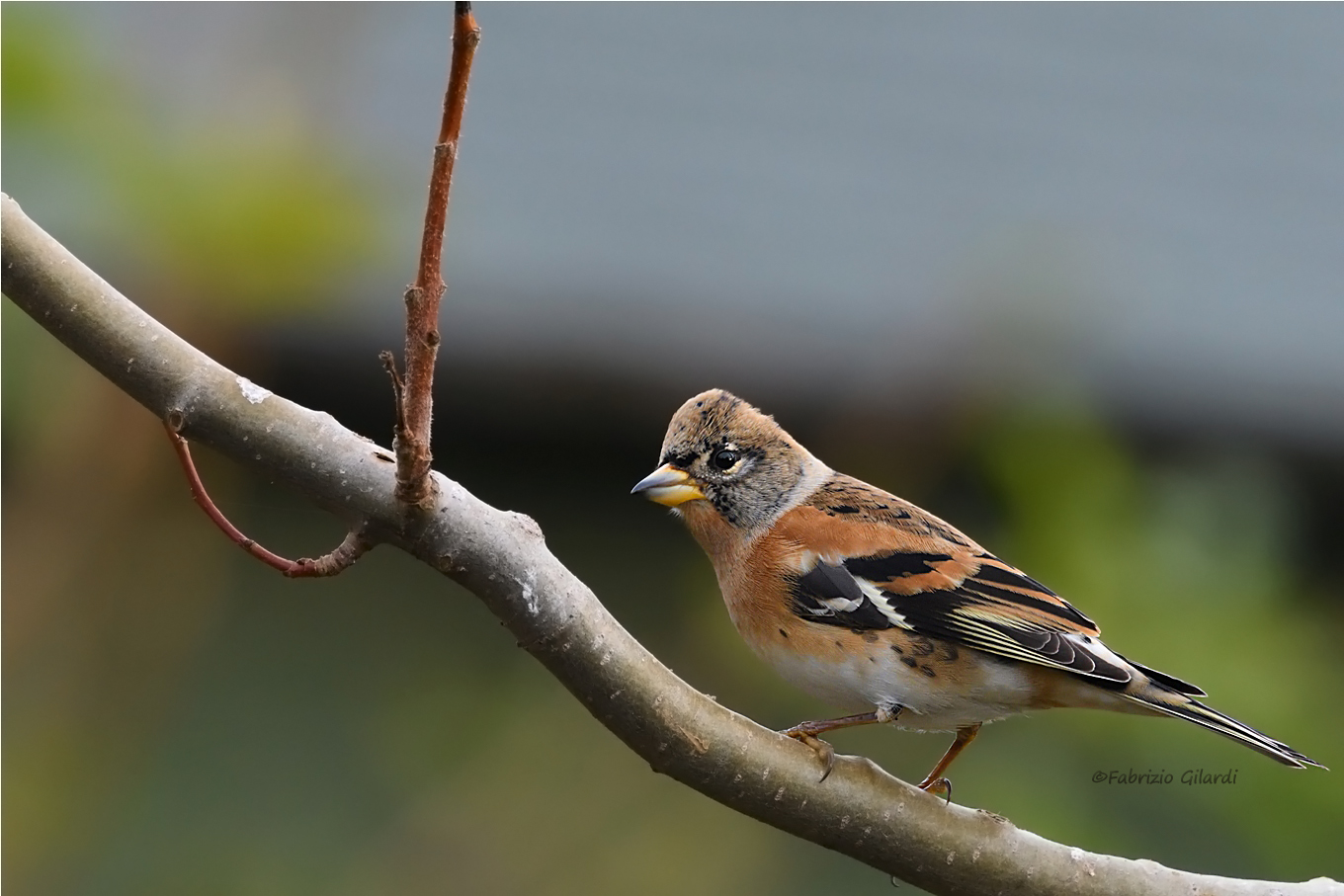 Peppola (Fringilla montifringilla)
