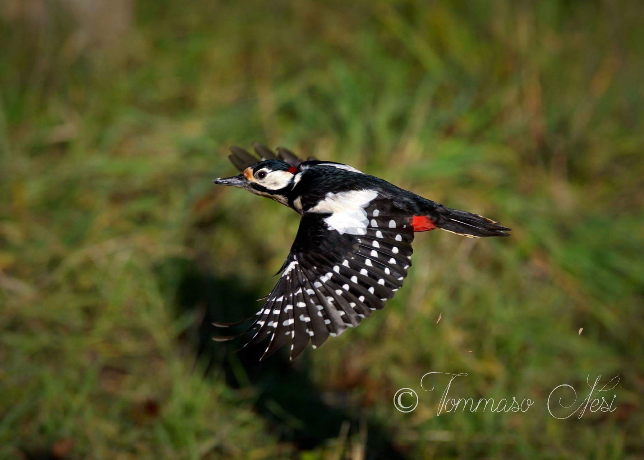 Great Red Woodpecker