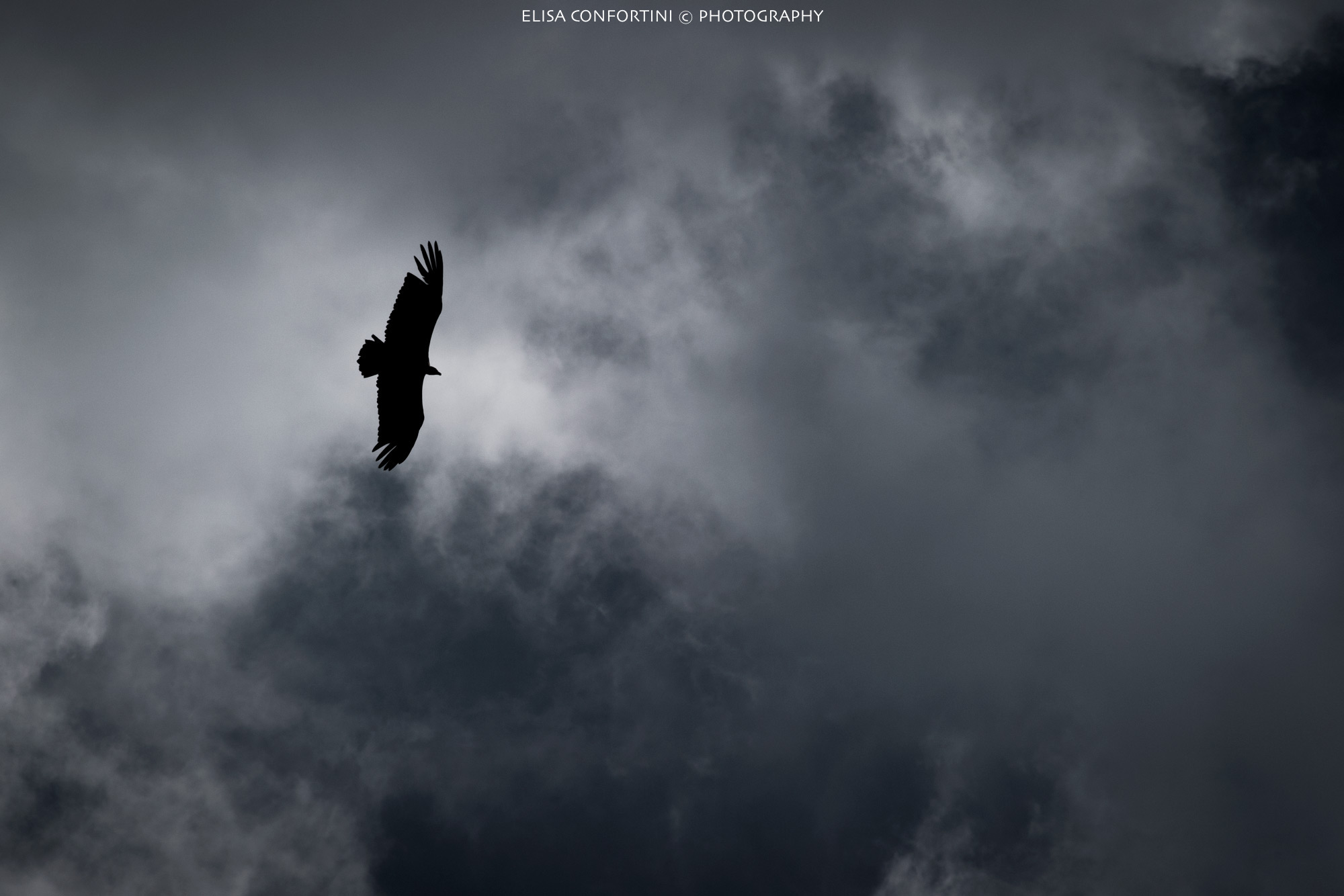 Griffin in the clouds