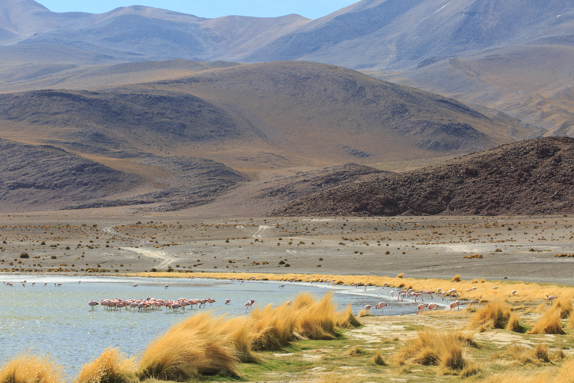 Lagune Boliviane 1