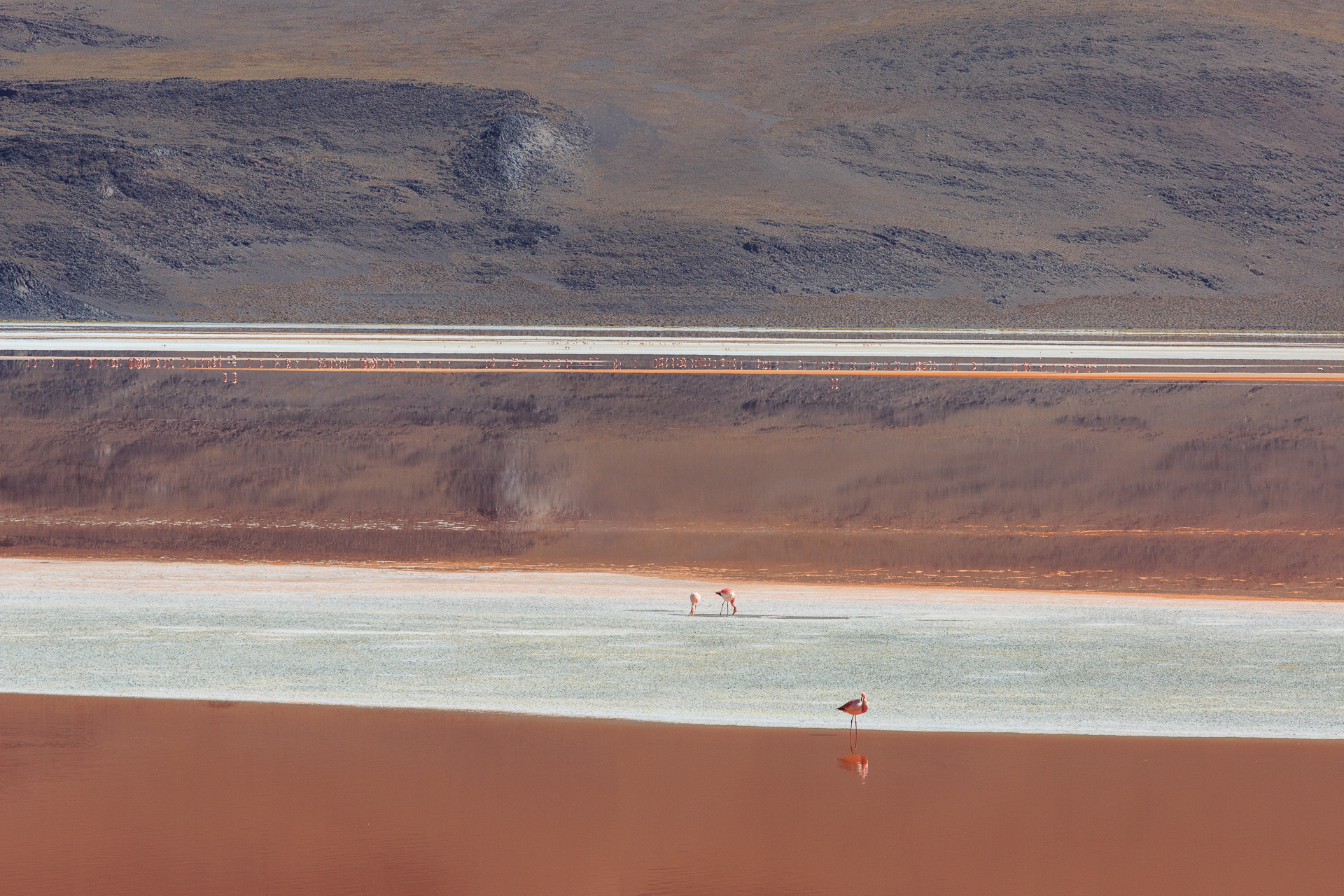Laguna Colorada Boivia 1