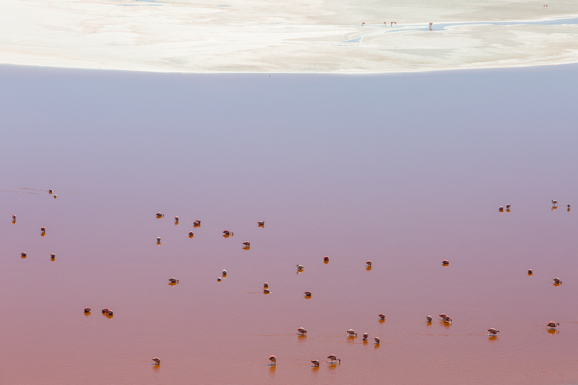 Laguna Colorada Boivia 2