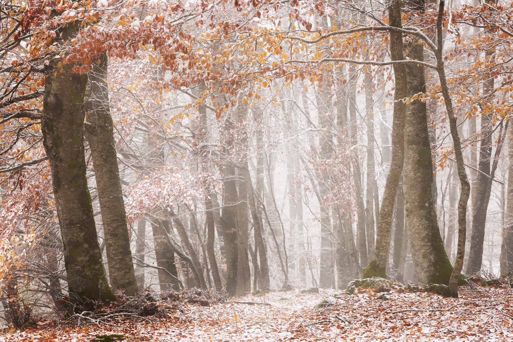 Prima neve d'autunno (Monte Livata- Appennino Centrale)