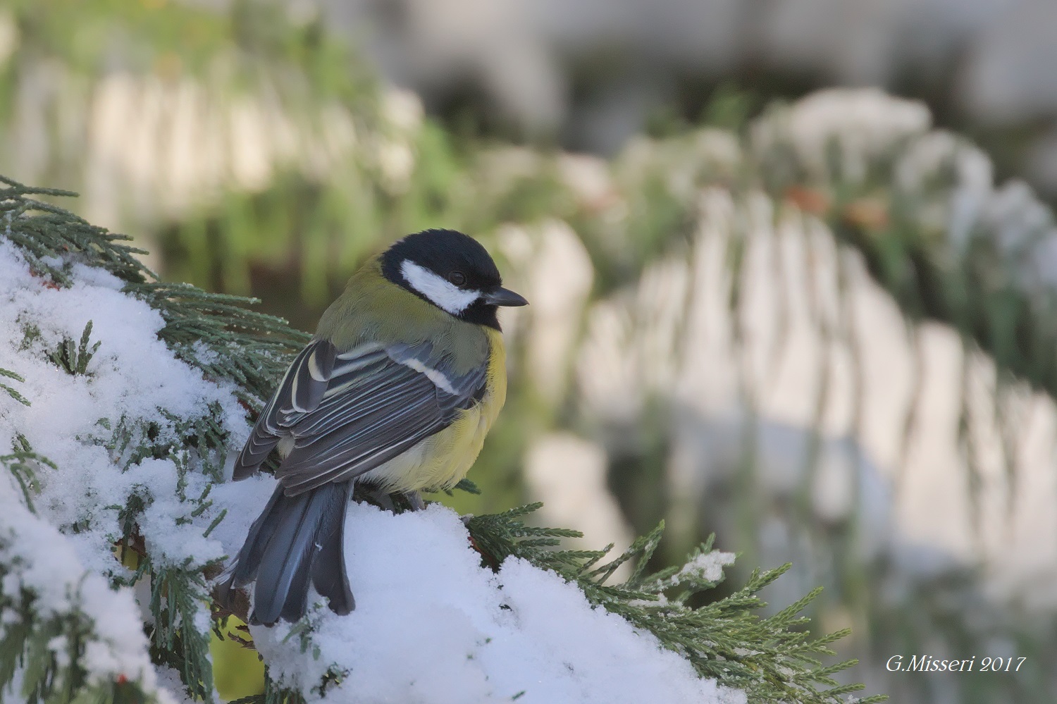 Cinciallegra