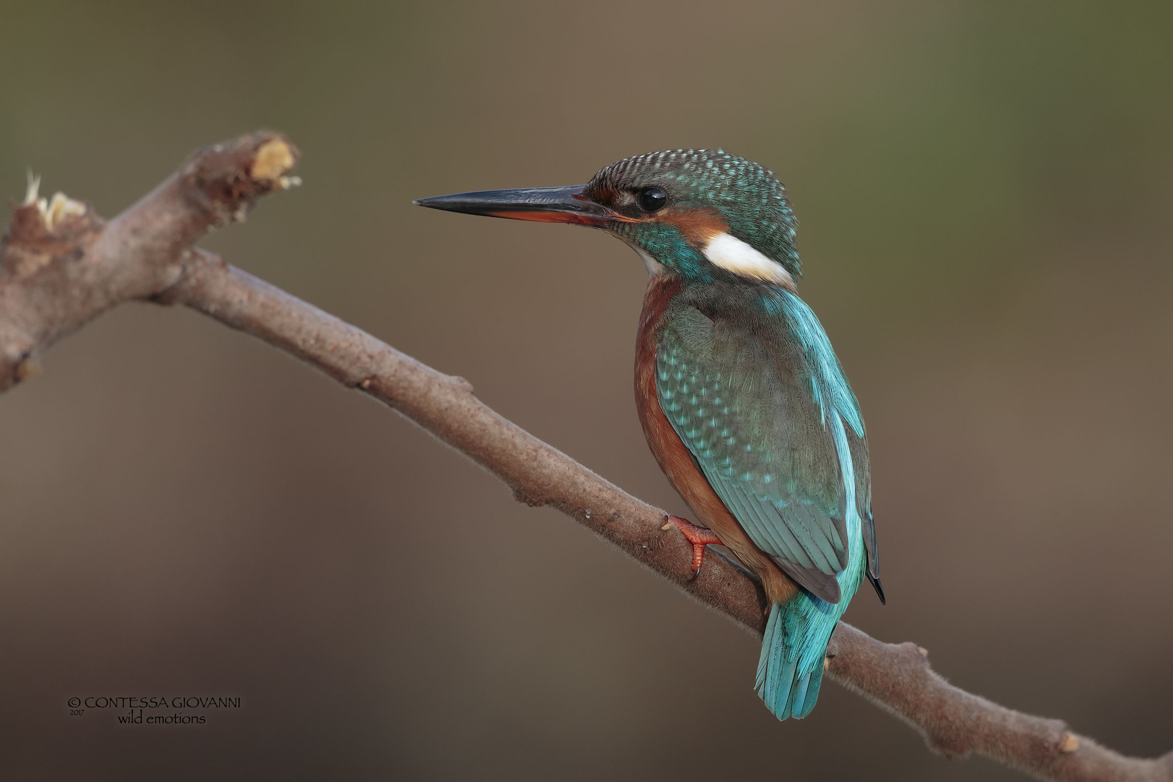Female kingfisher