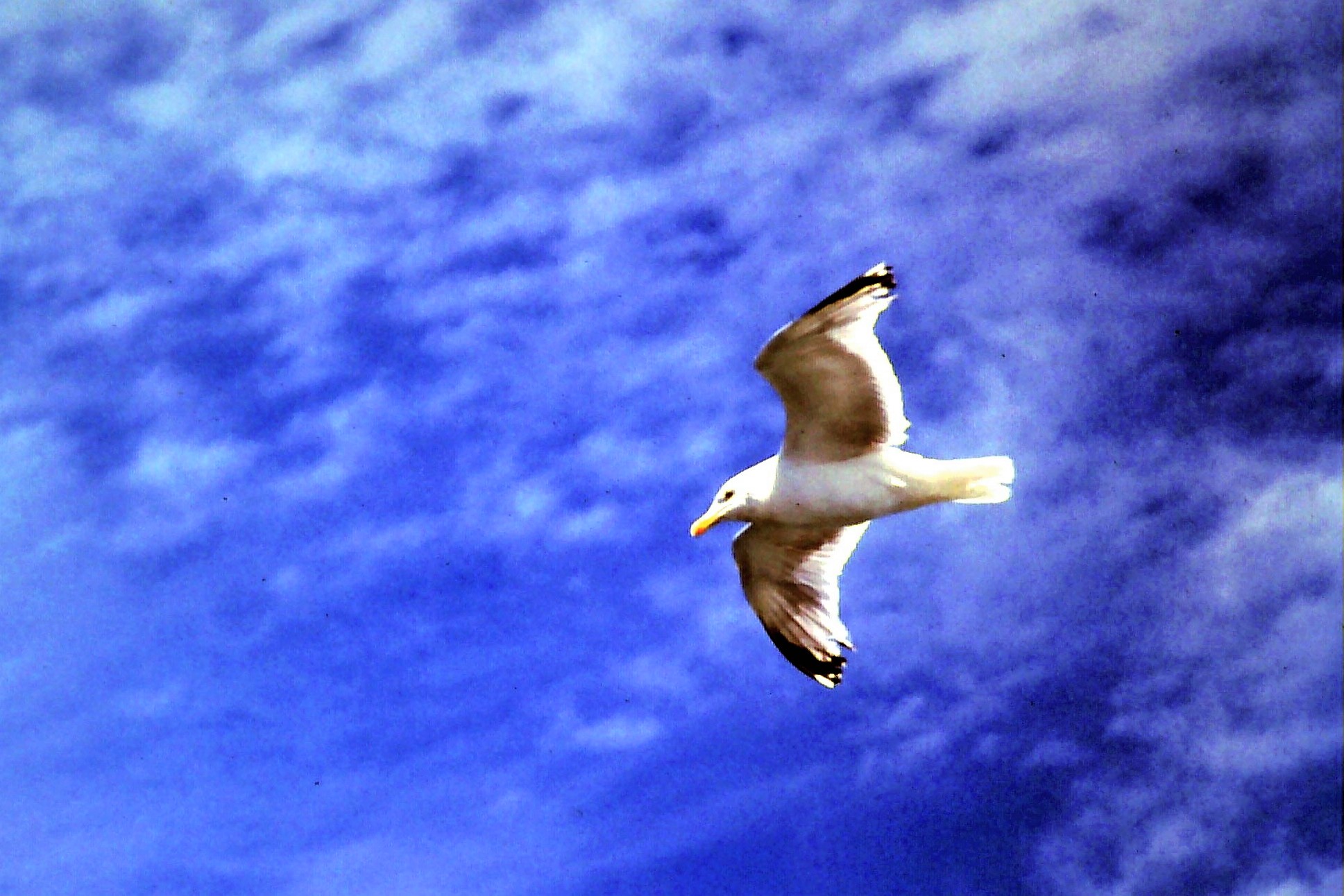 Ricordando  il gabbiano jonathan