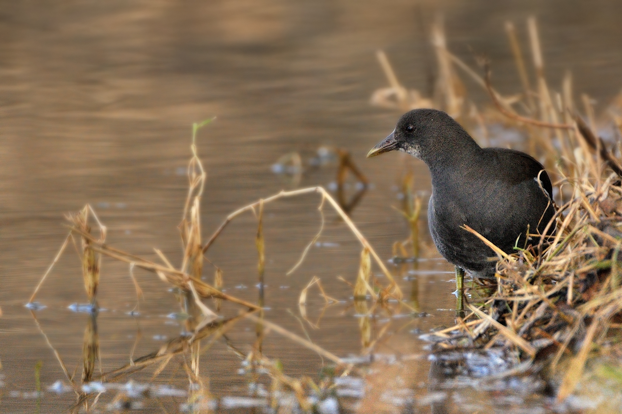 Gallinella d'acqua
