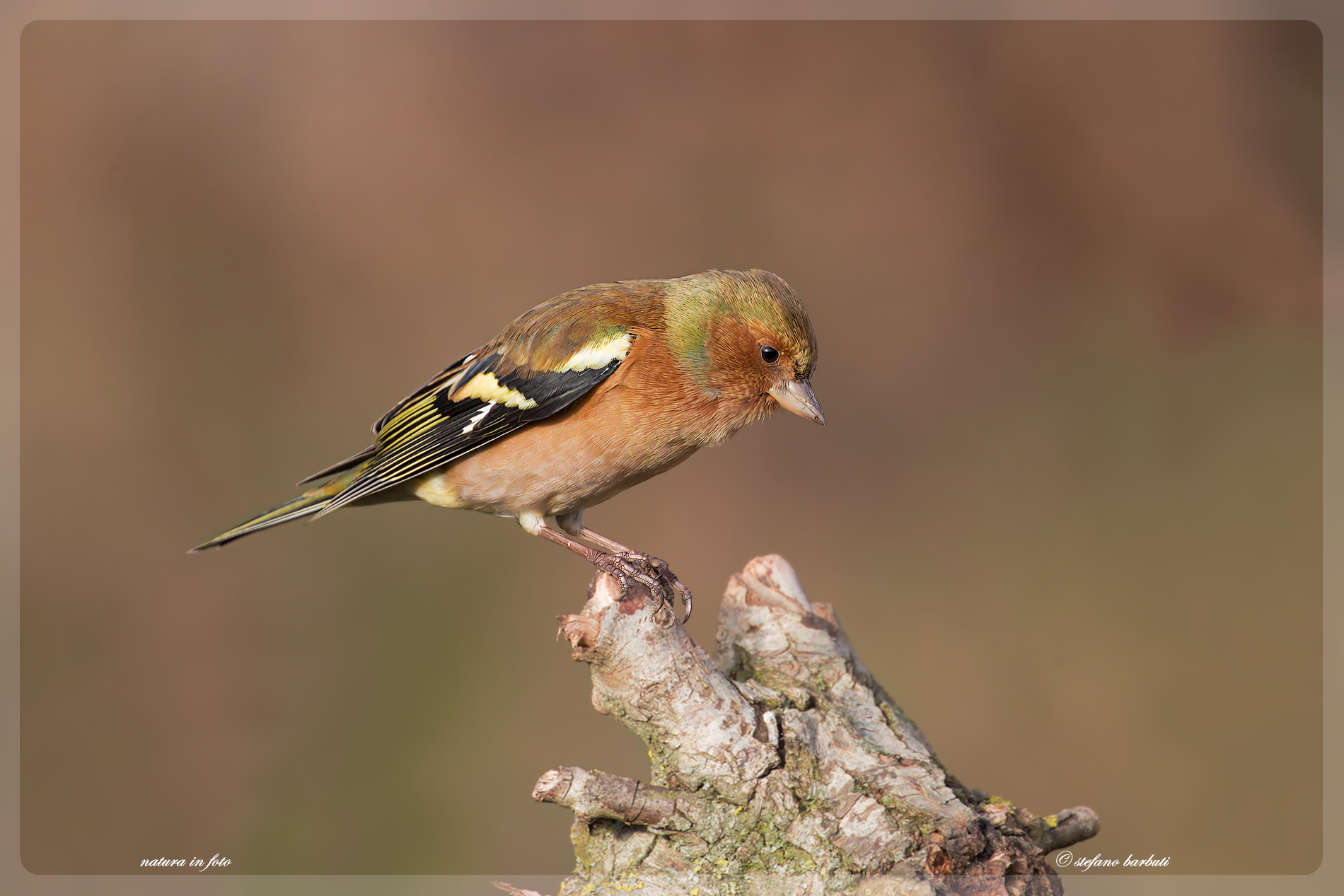 Male chaffinch