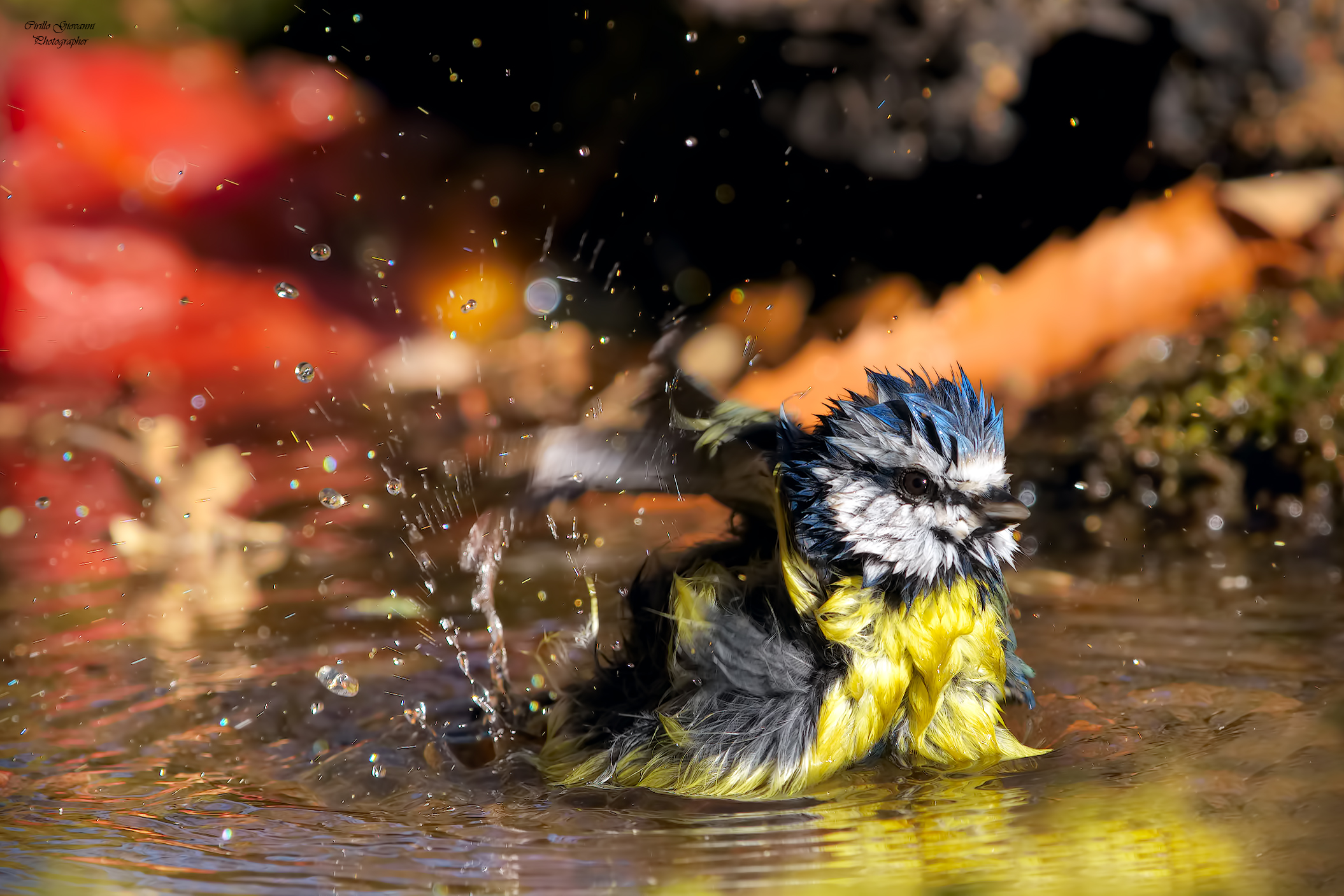 Cinciarella al bagno a -1 grado