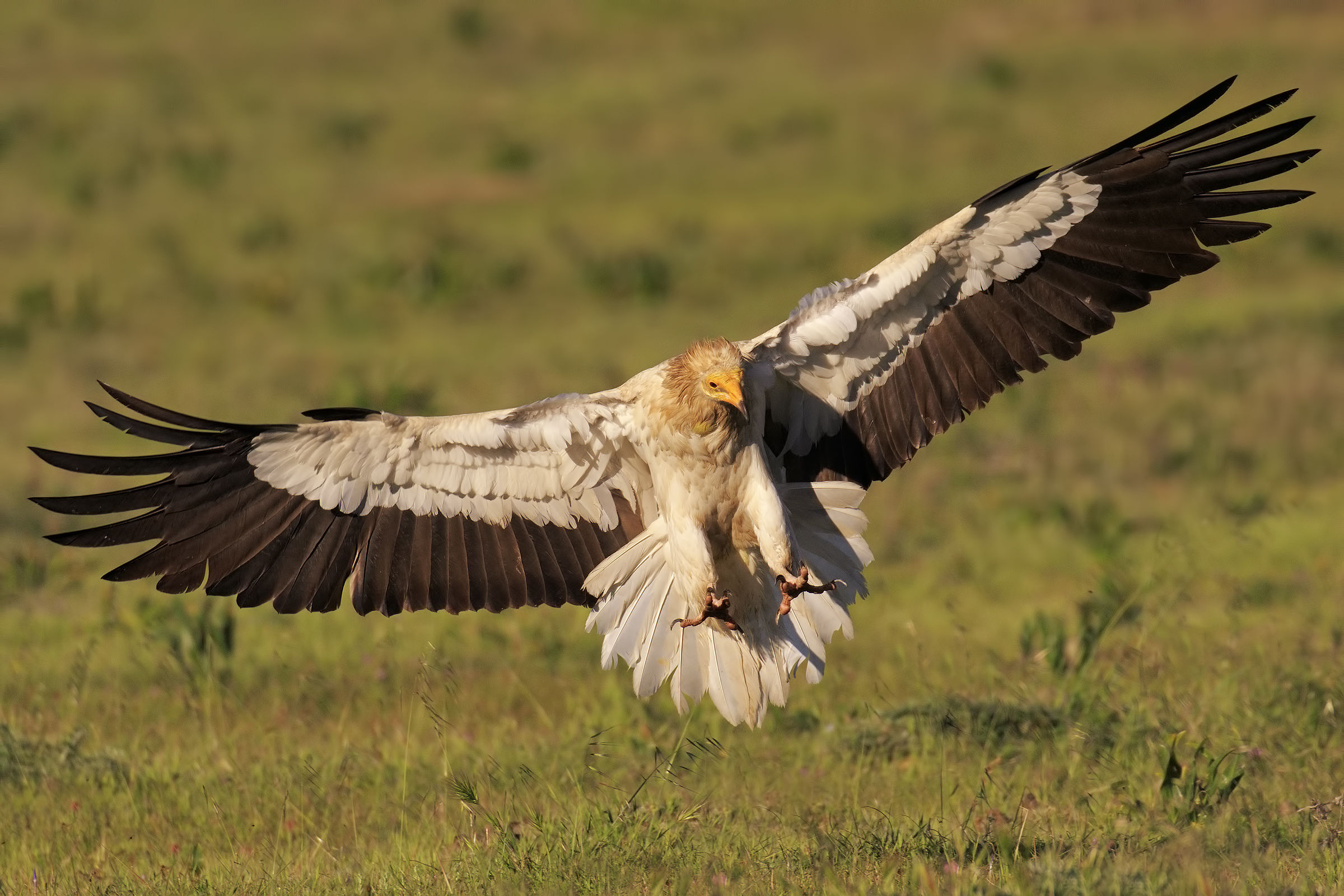 Egyptian vulture