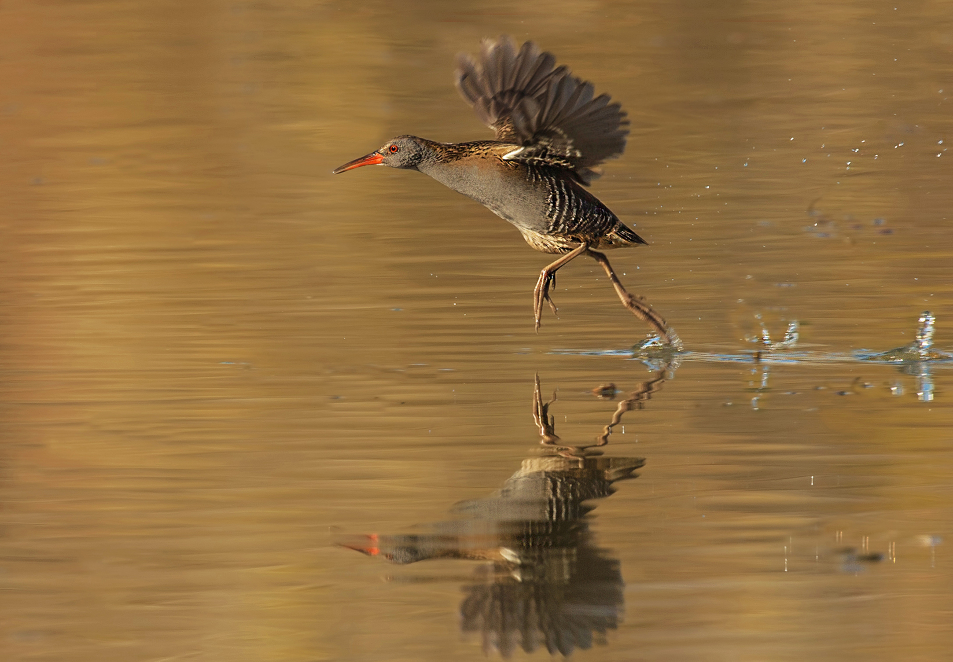 Water Rail