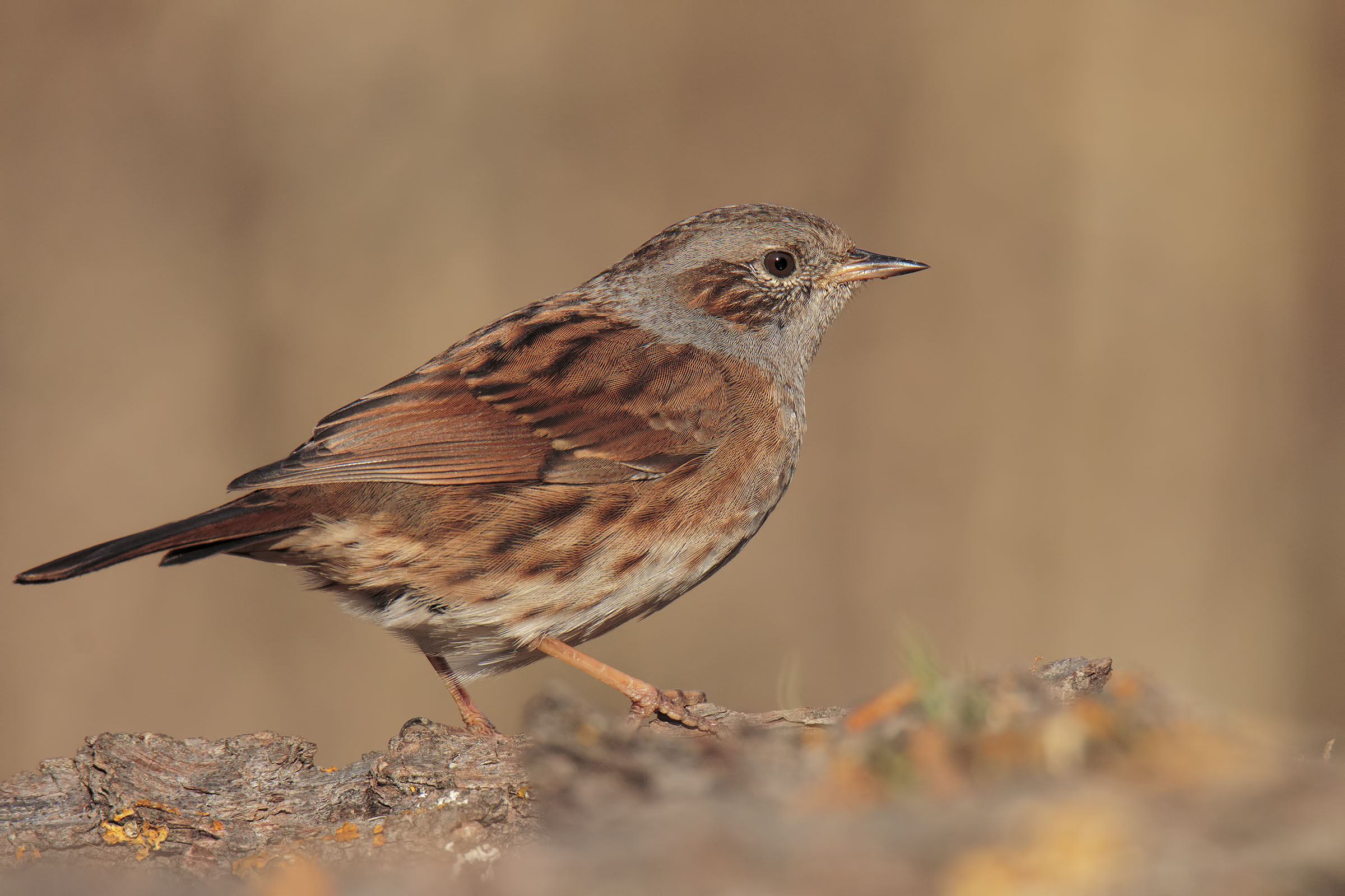 Sparrow Scopaiola
