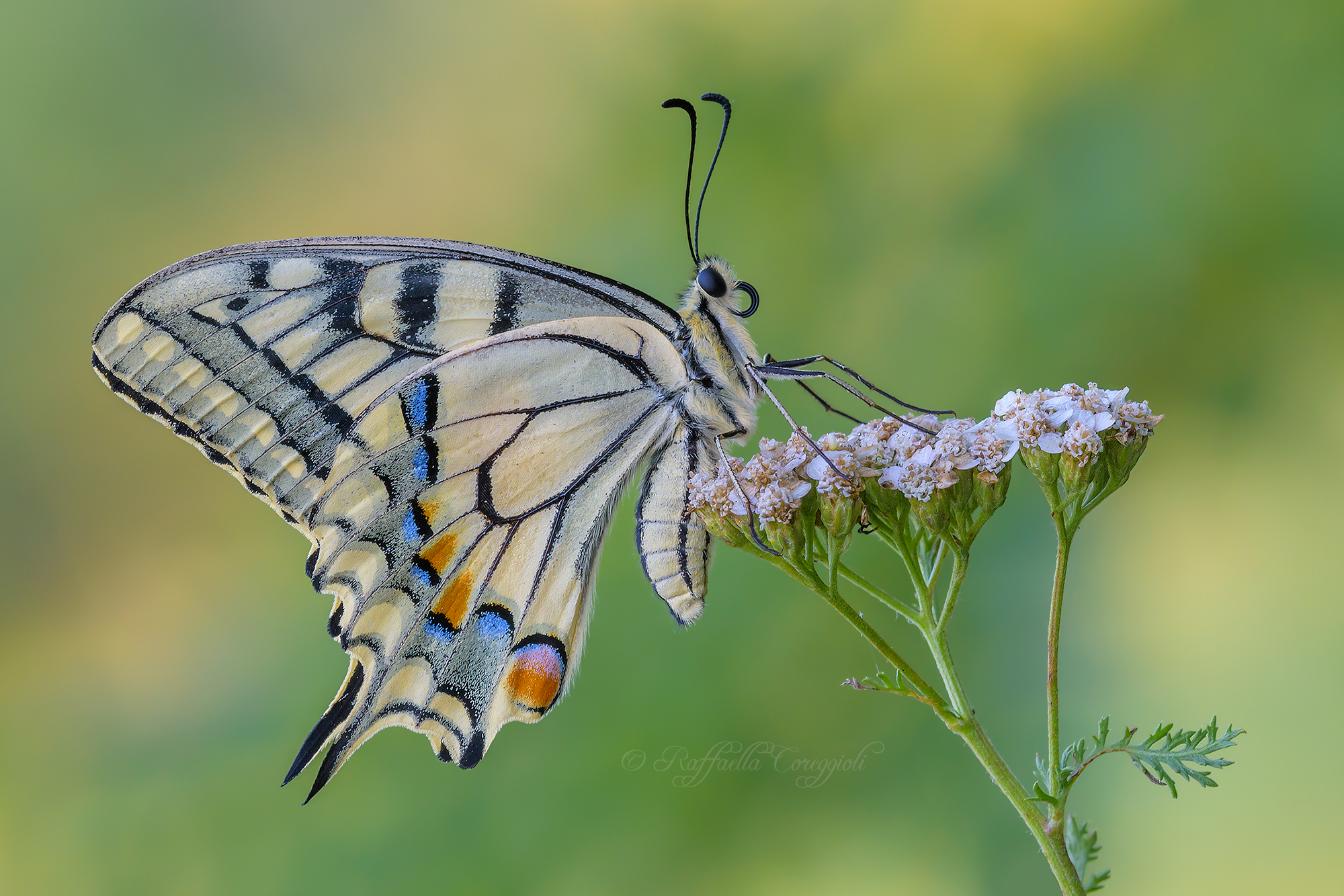 Papilio machaon