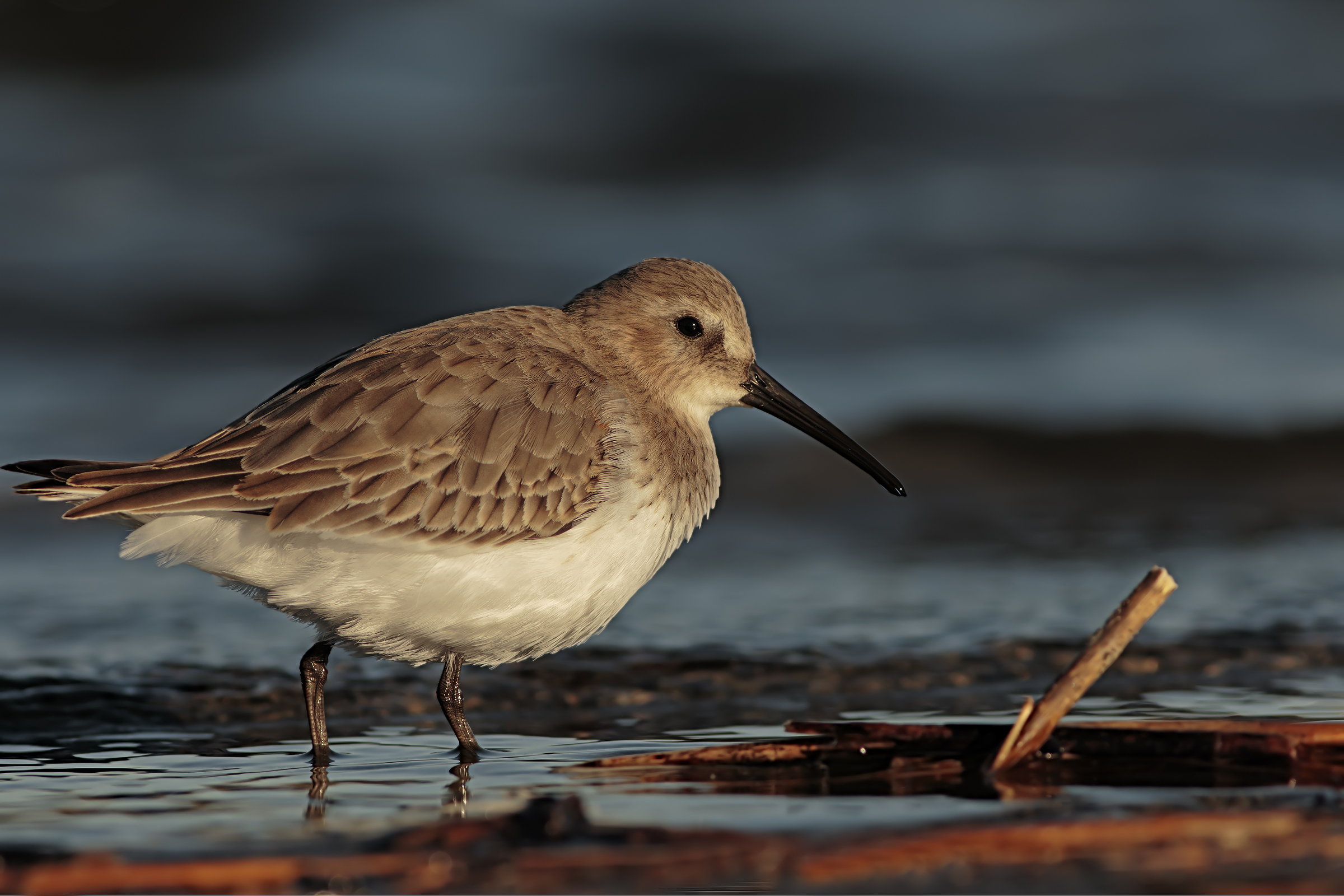 Pancianera sandpiper.