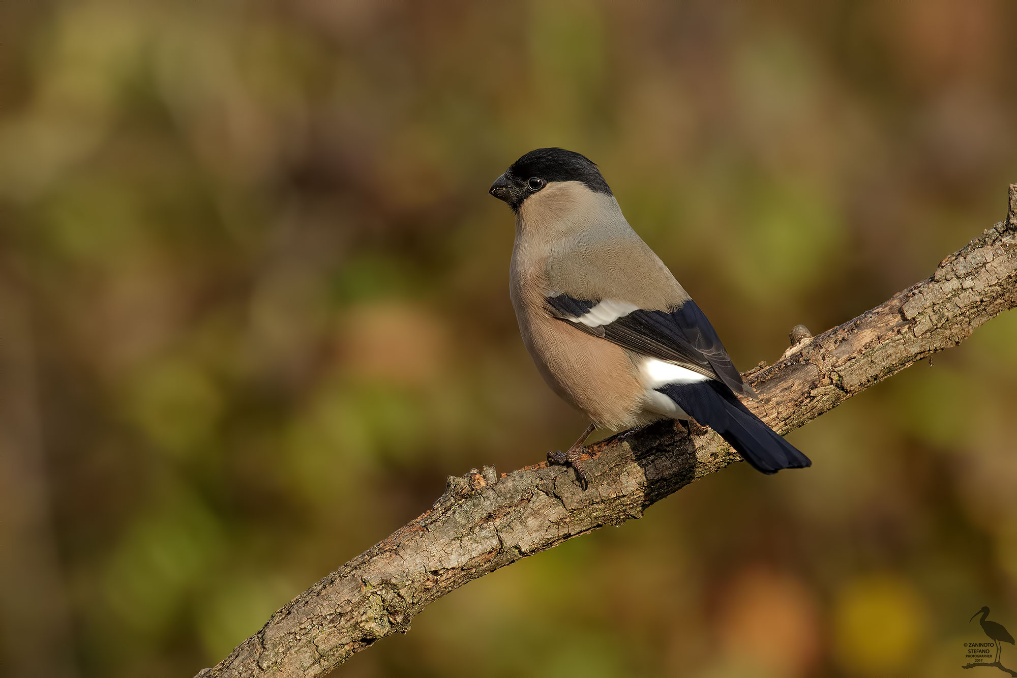 Bullfinch