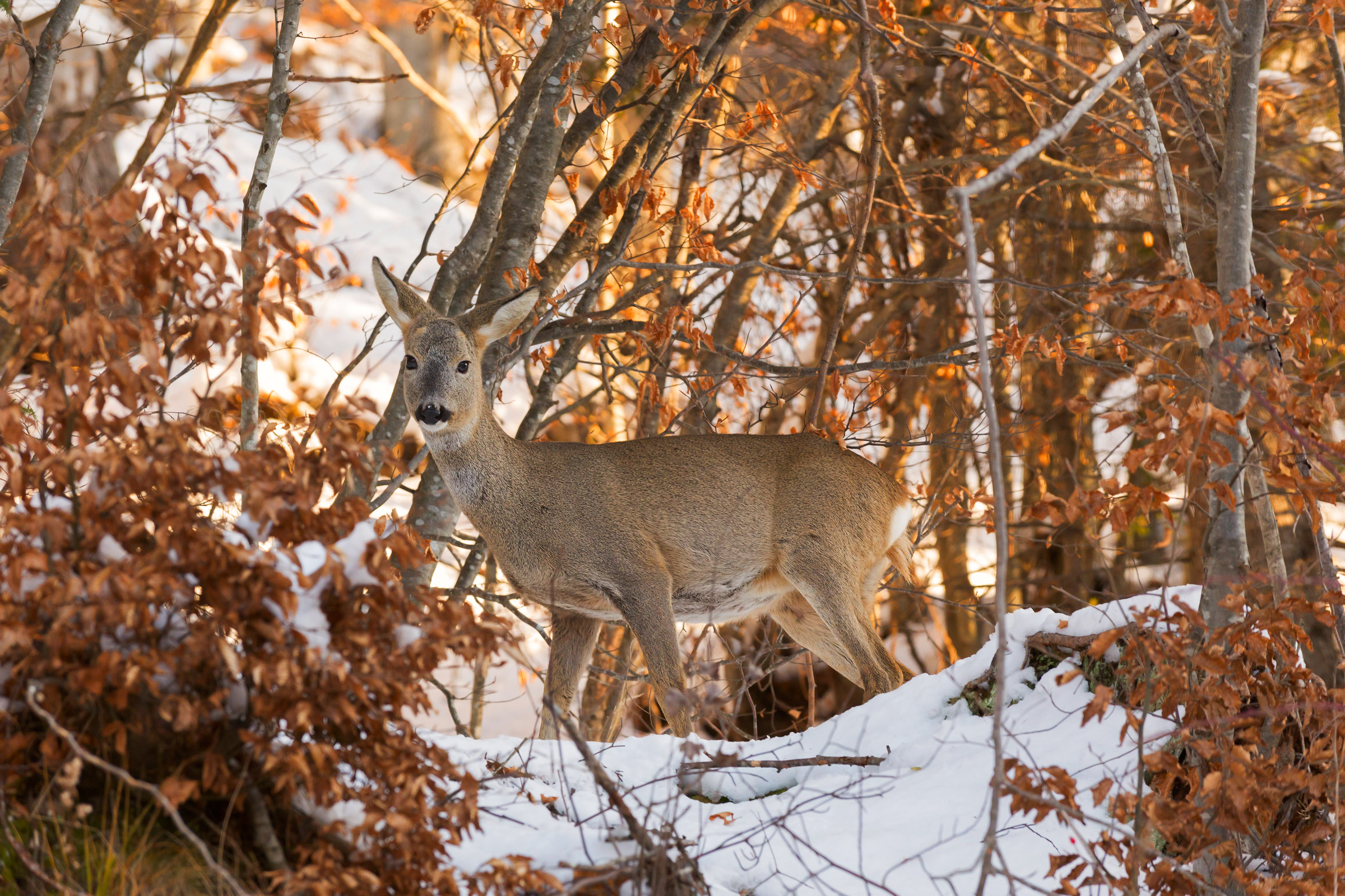 Bellezza al mattino.