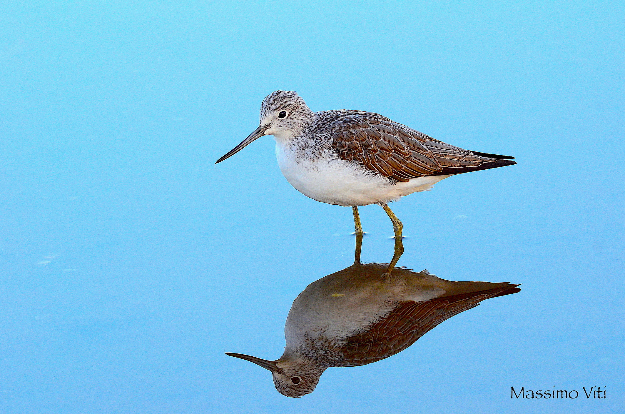 Pantana ( Tringa nebularia )