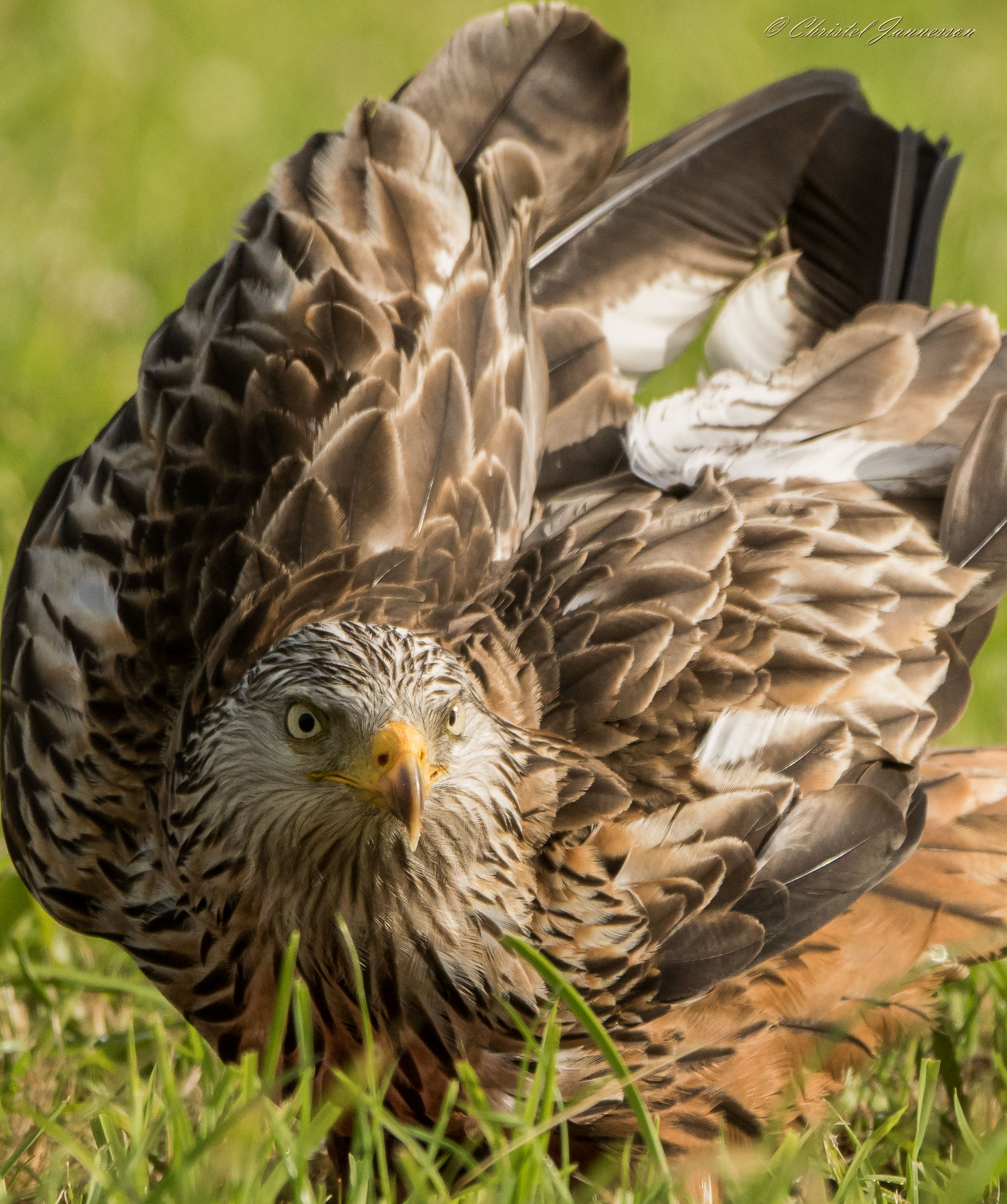 Red Kite - riempie l'immagine