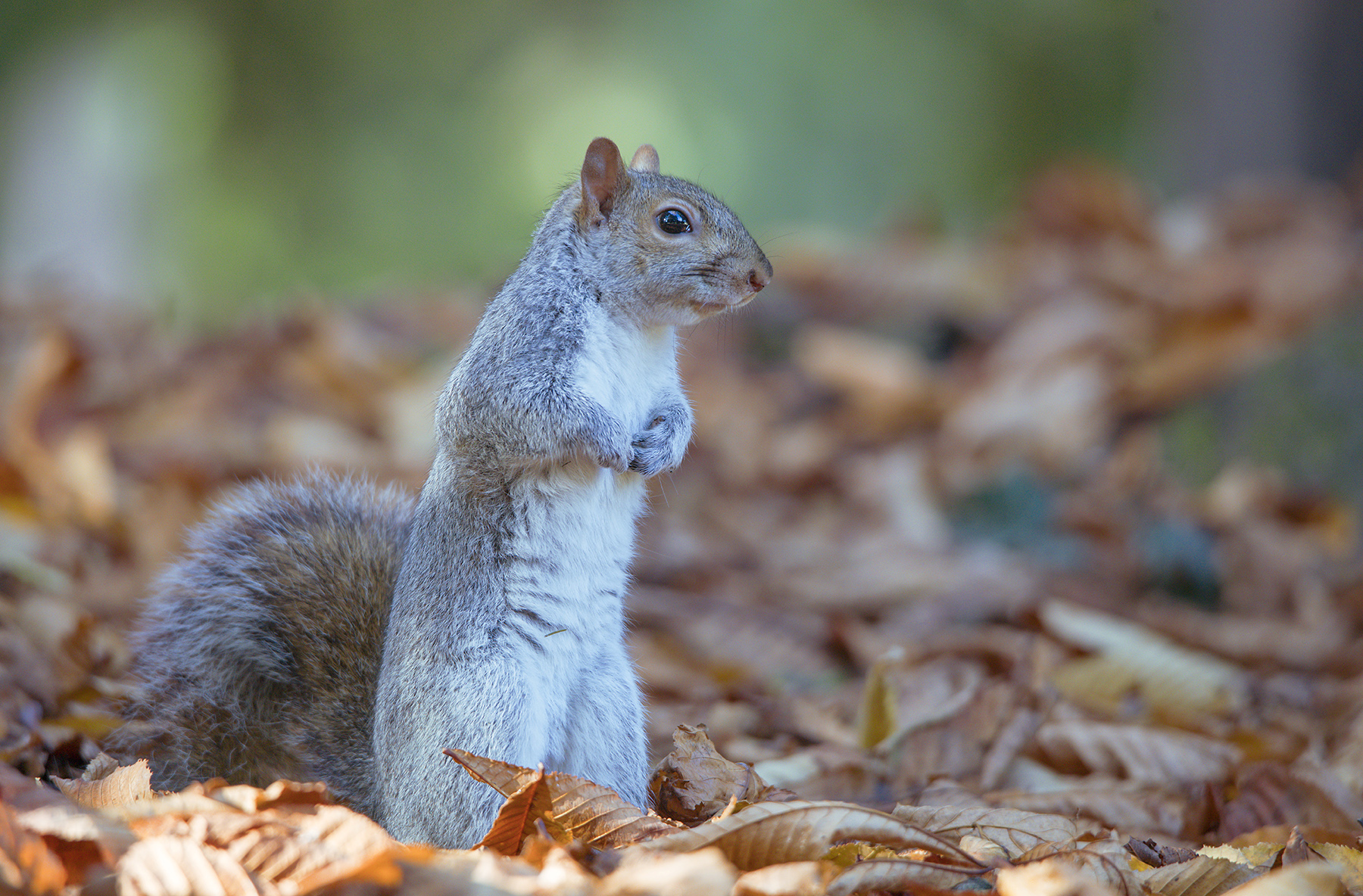 Gray squirrel