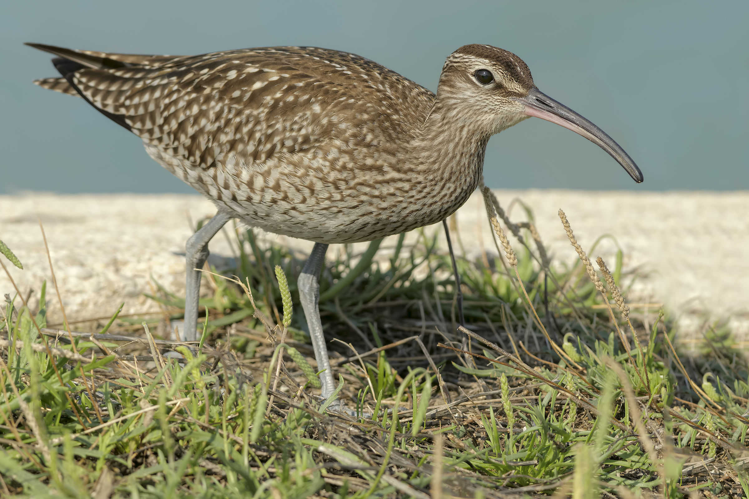 Little curlew (Numenius phaeopus)