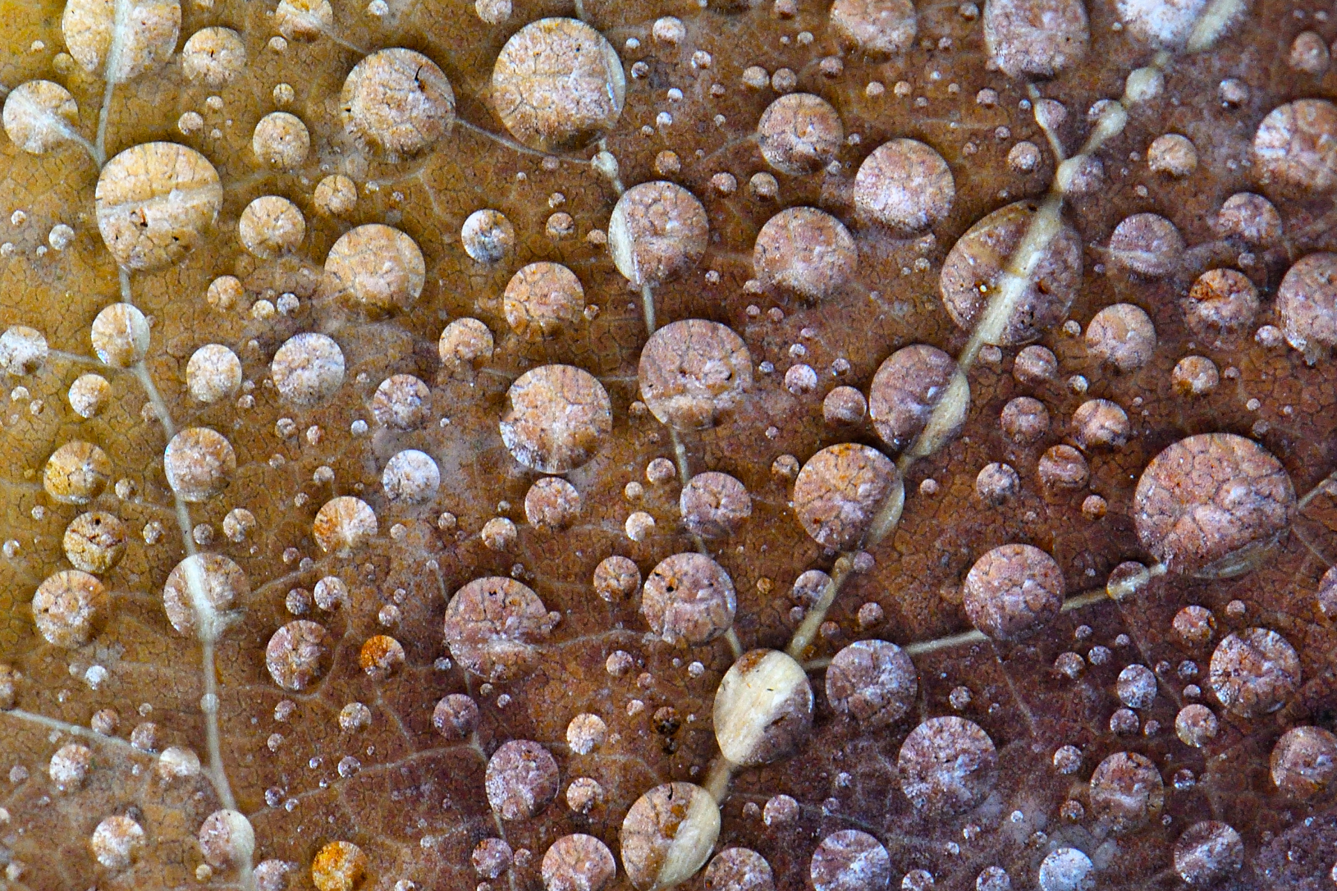 Dew bubbles 3