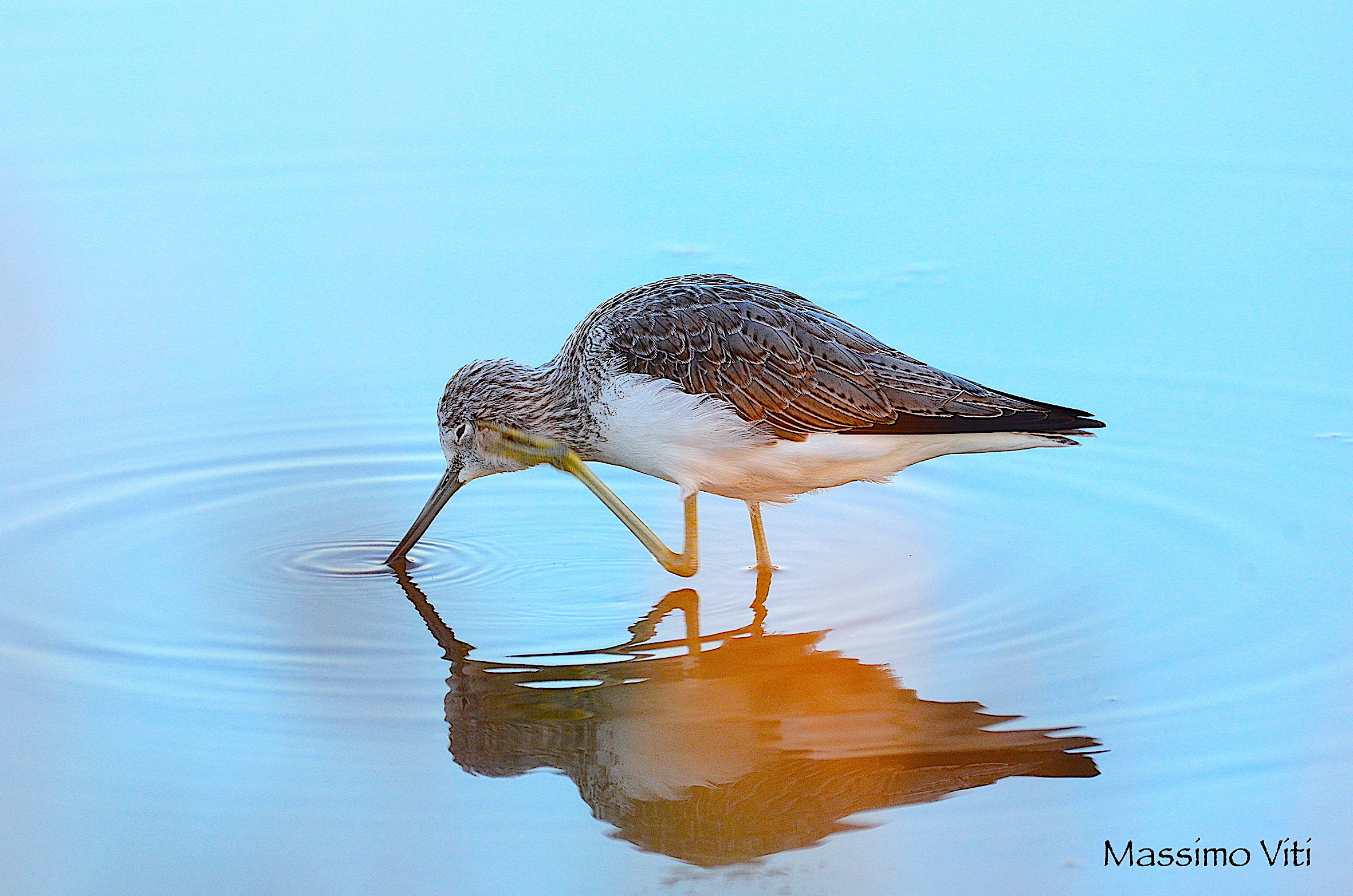 Pantana ( Tringa nebularia )